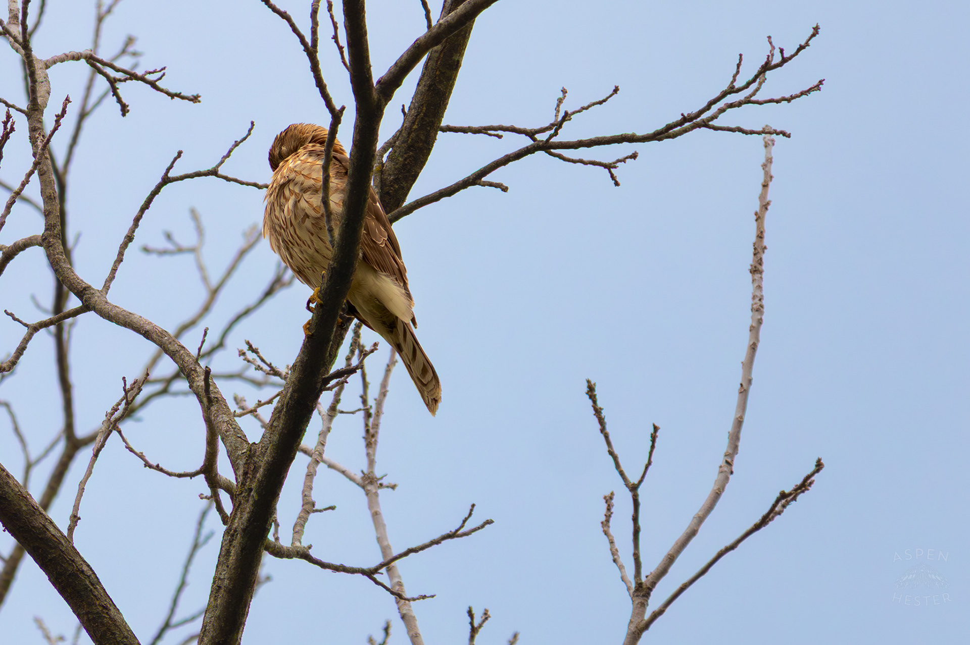 A Red Tailed Hawk Preens High Up in Brown Park. April 14th, 2025/Aspen Hester 