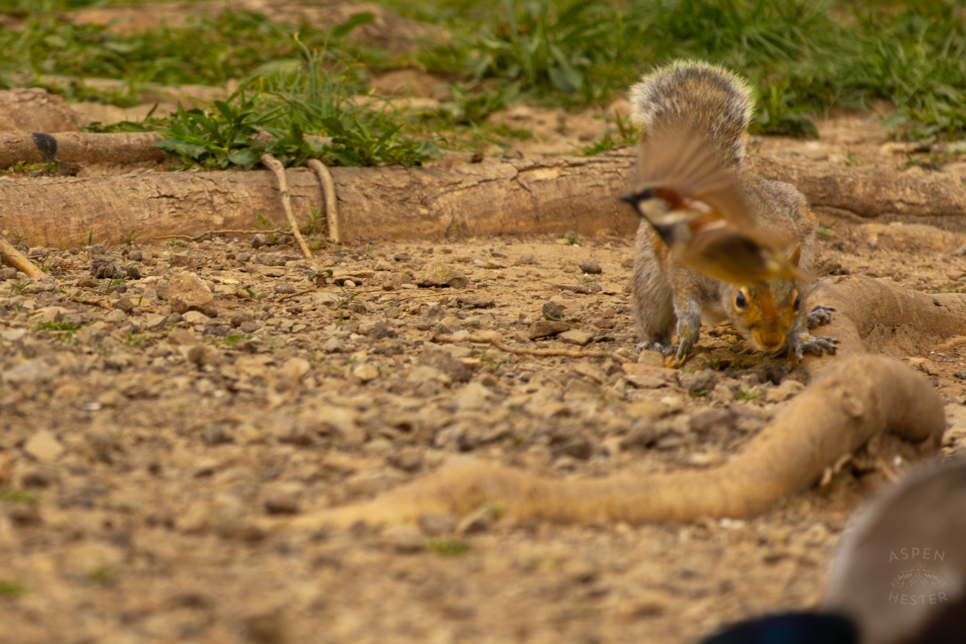 A House Sparrow Flies In Front of A Squirrel as It Sneaks Towards Birds Eating Seed in Brown Park. April 14th, 2025/Aspen Hester