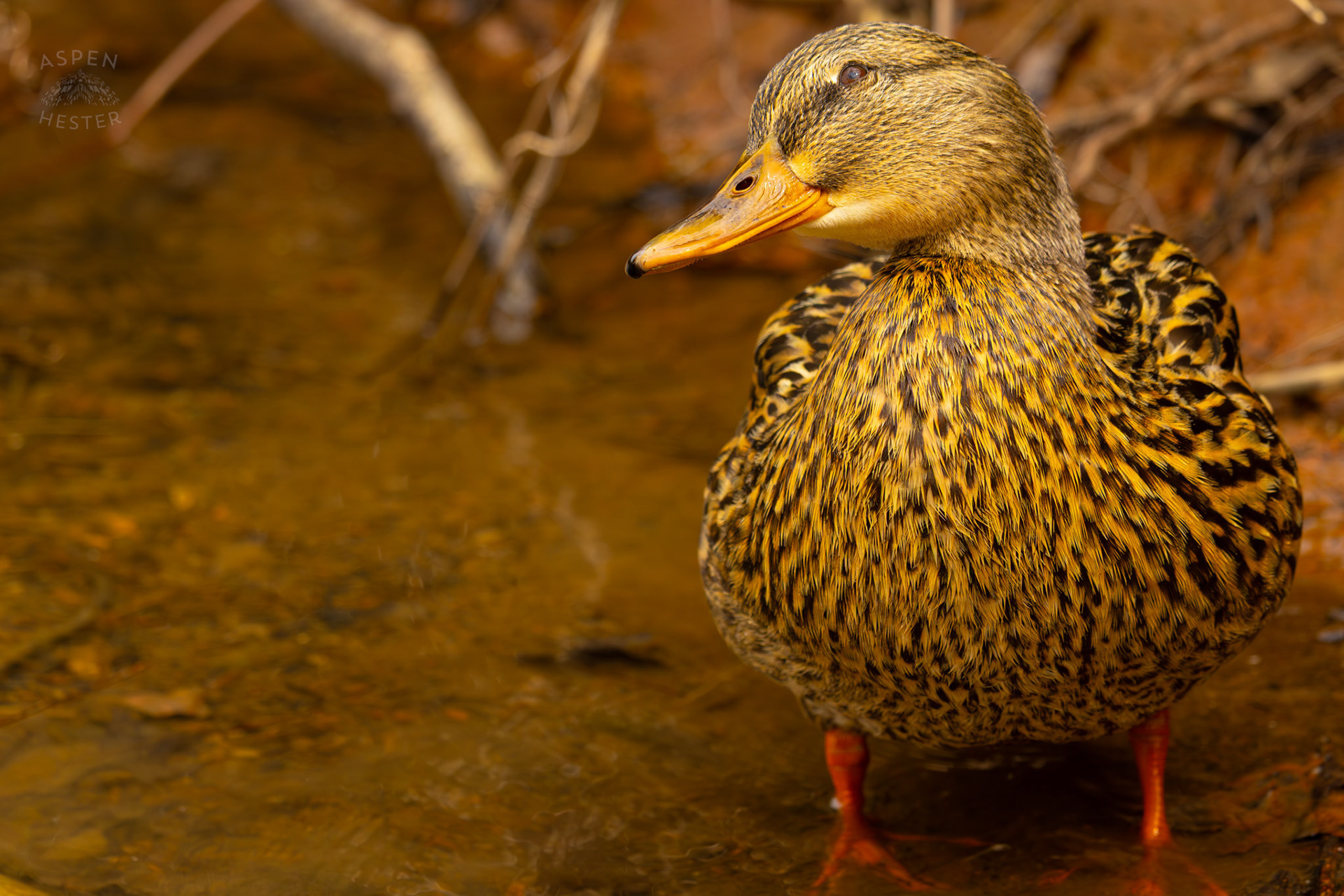 A Female Mallard Basks in The Sun on The Banks of Middle Fork Beargrass Creek Where It Runs Through Brown Park. April 14th, 2025/Aspen Hester