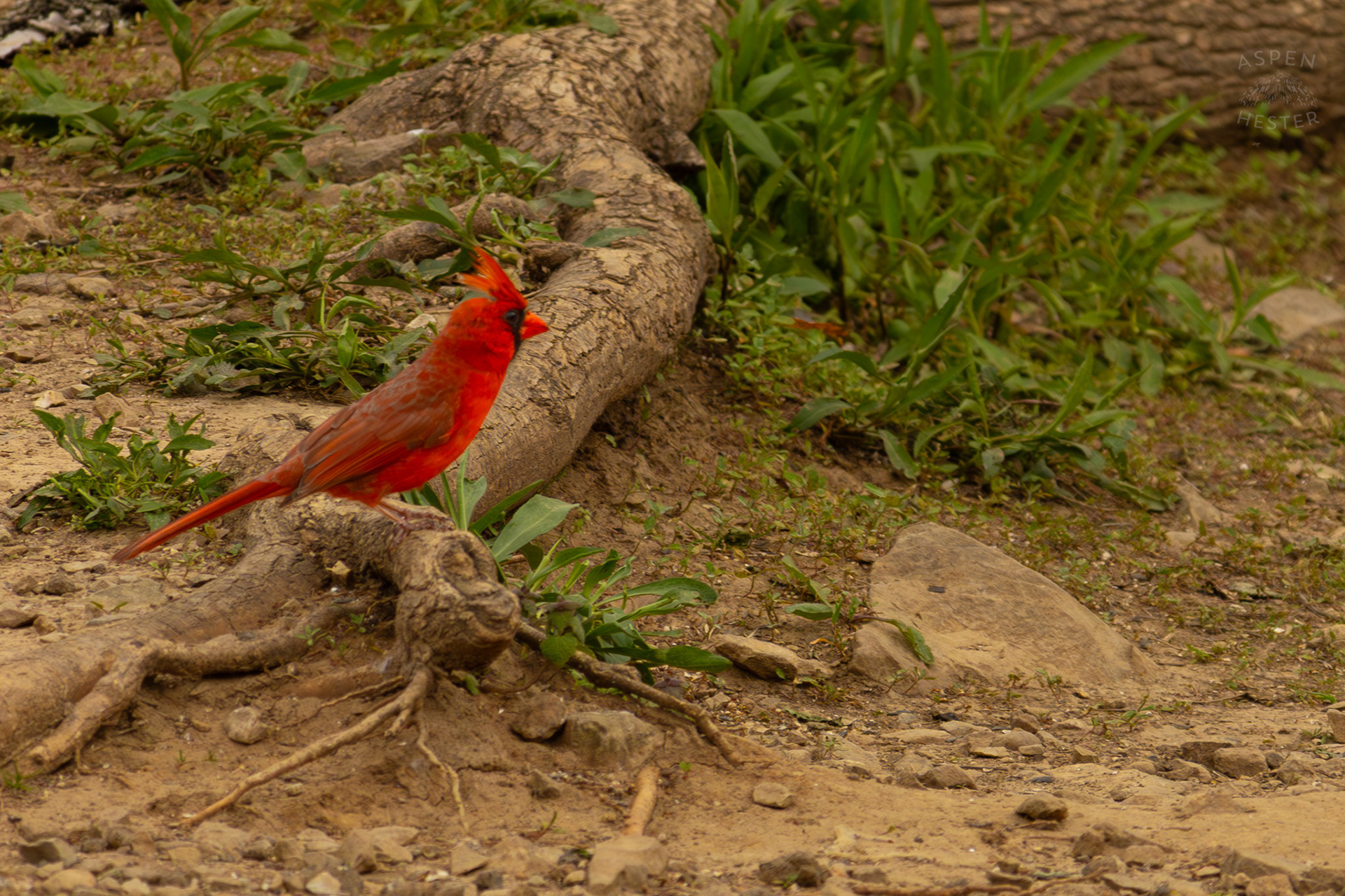 A Bright Cardinal Chills in Brown Park. April 14th, 2025/Aspen Hester 