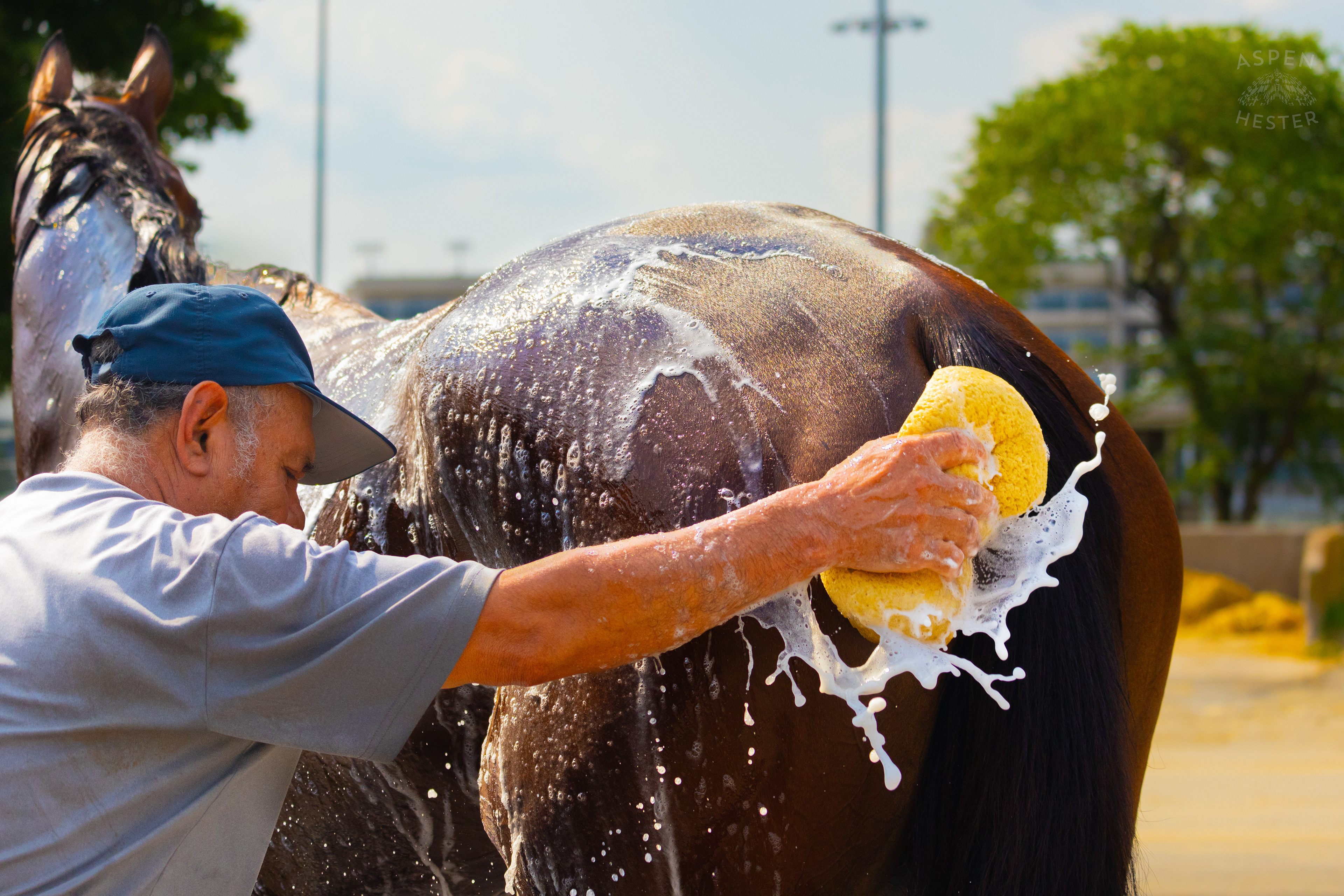 Bath Time for Horse Pharoah’s Wine. June 21st, 2024/Aspen Hester