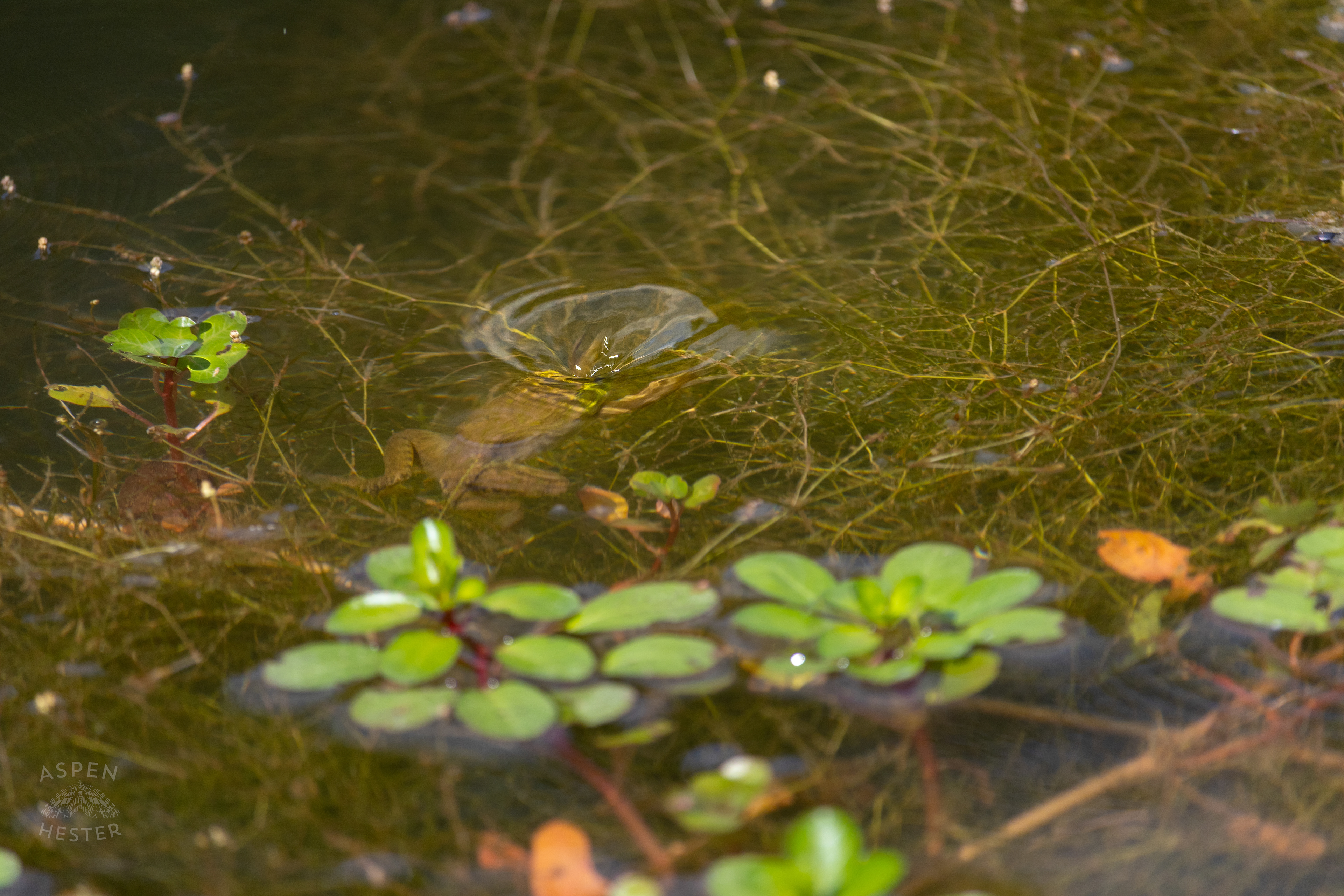 A Frog Darts Under the Waters of The Chickasaw Park Pond. August 25th, 2024/Aspen Hester