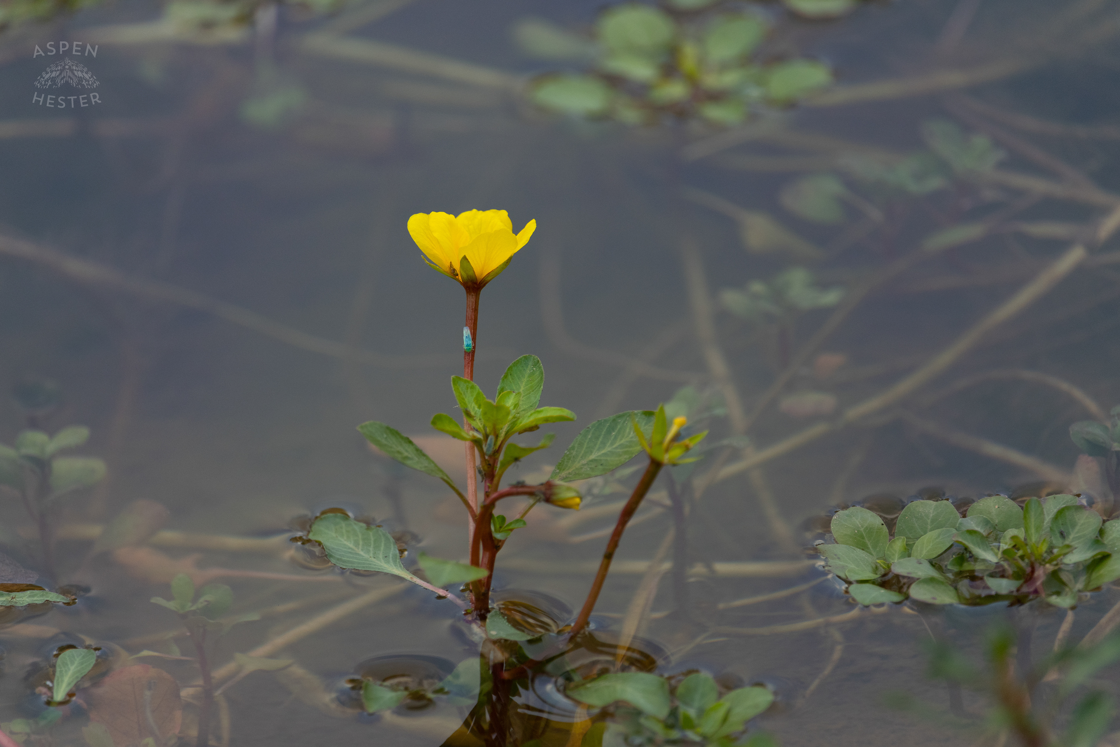 Floating Primrose and A Weird Bug on The Surface of The Chickasaw Park Pond. August 25th, 2024/Aspen Hester