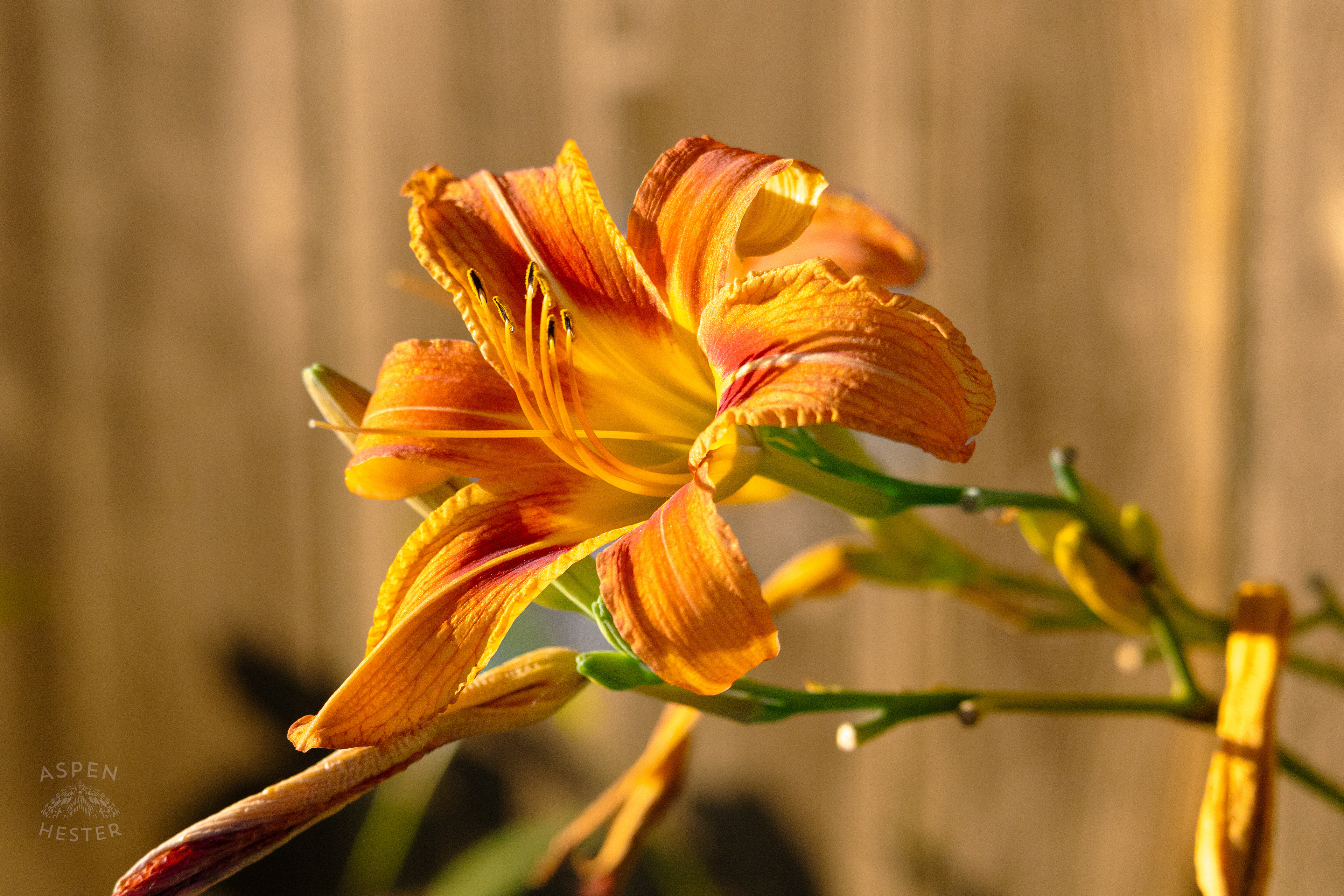 Daylily During Golden Hour on Preston Street. May 30th, 2024/Aspen Hester 