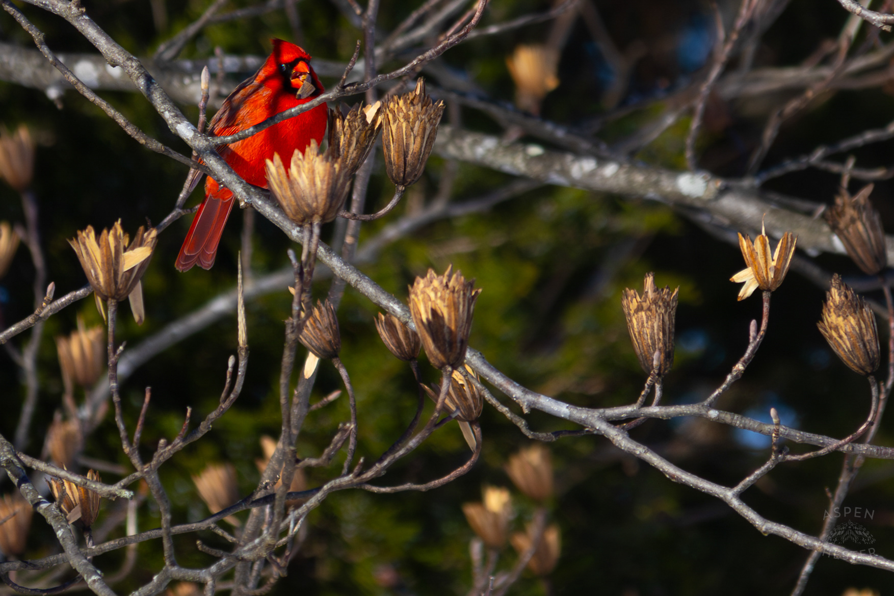 A Male Cardinal Eats The Seeds From A Tulip Tree in my Backyard. January 13th, 2025/Aspen Hester