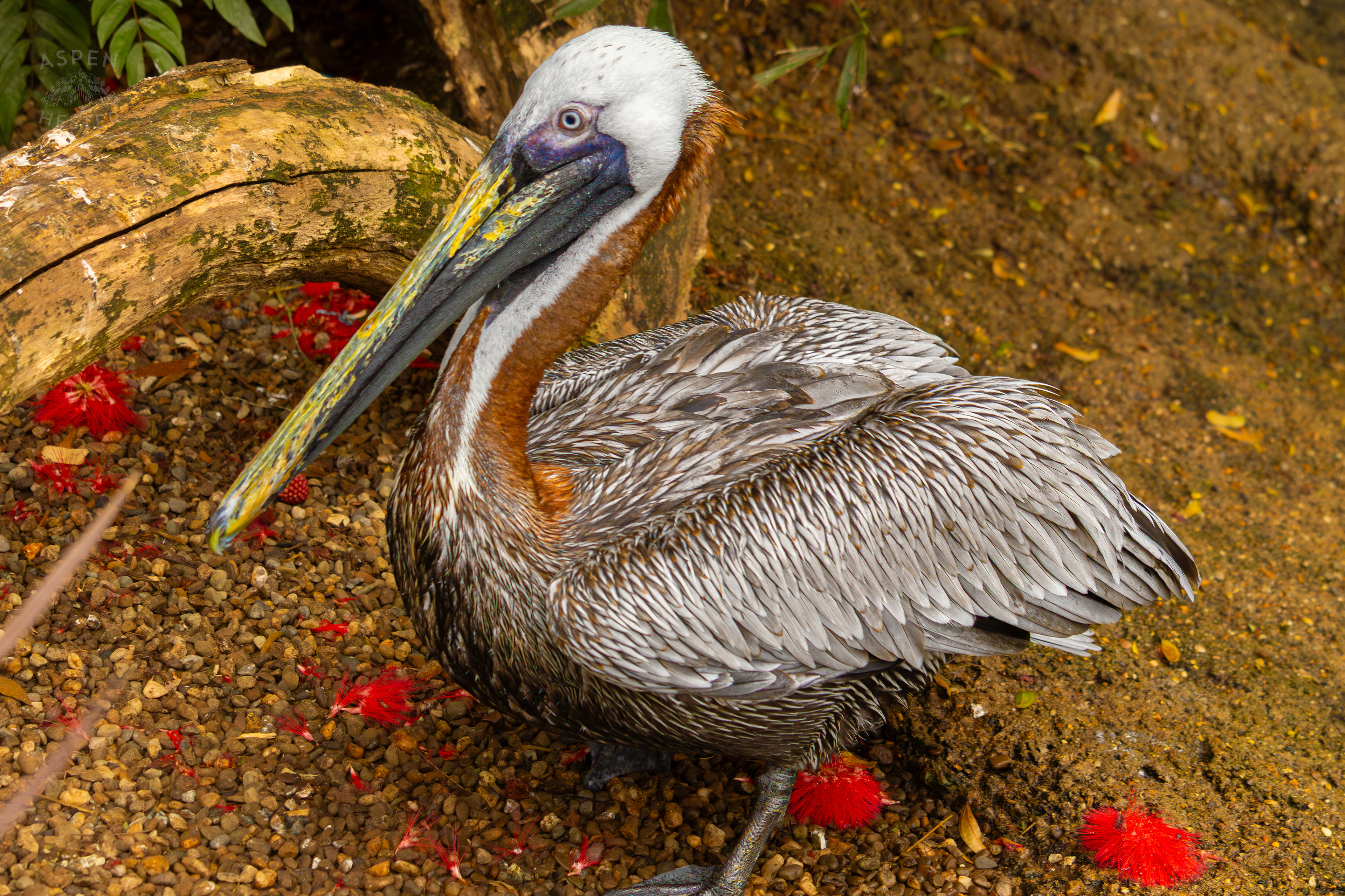 A Brown Pelican Chills on The Banks of The Water Inside The National Aviary in Pittsburgh Pennsylvania. February 26th, 2025/Aspen Hester