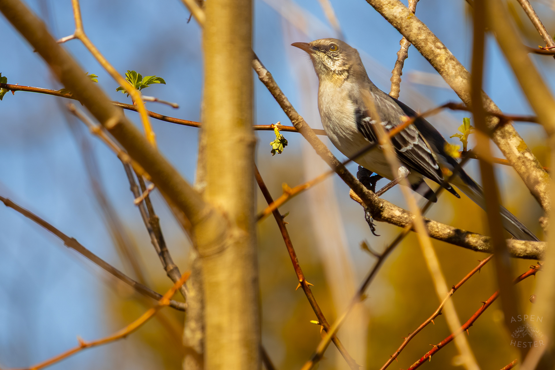 A Northern Mockingbird Stands Among The Budding Foliage of Wendell Moore Park Right Before Spring. March 18th, 2025/Aspen Hester