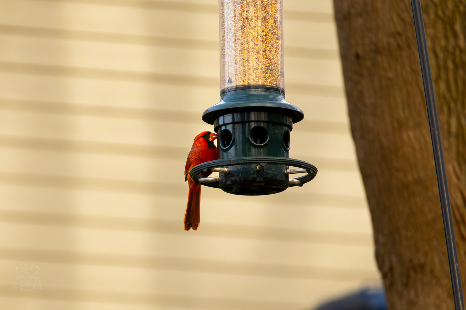 A Male Cardinal Eats From A Birdfeeder in My Neighbor's Yard. March 29th, 2026/Aspen Hester
