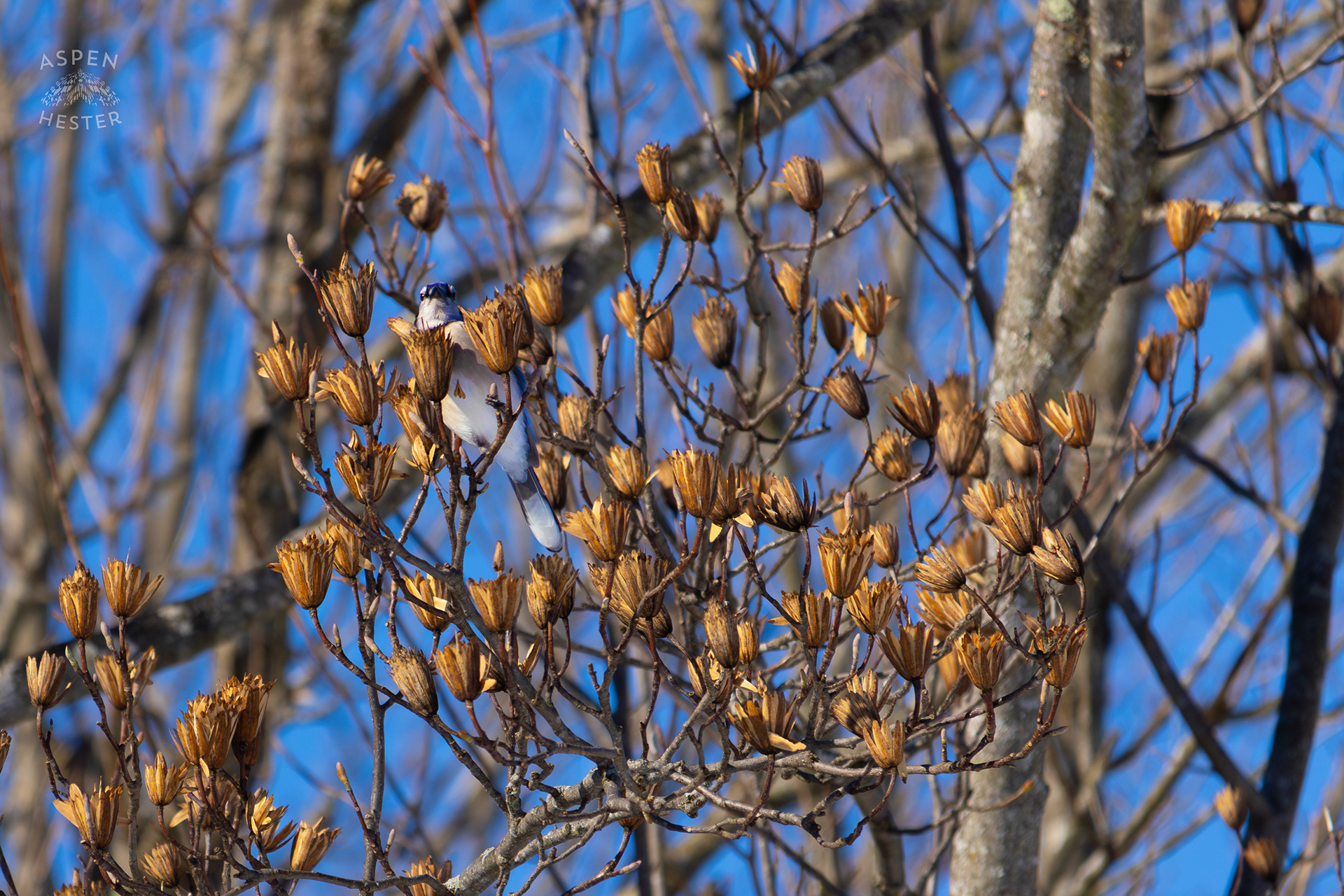 A Blue Jay Sits in A Tulip Tree in The Snowy Landscape of my Backyard. January 13th, 2025/Aspen Hester