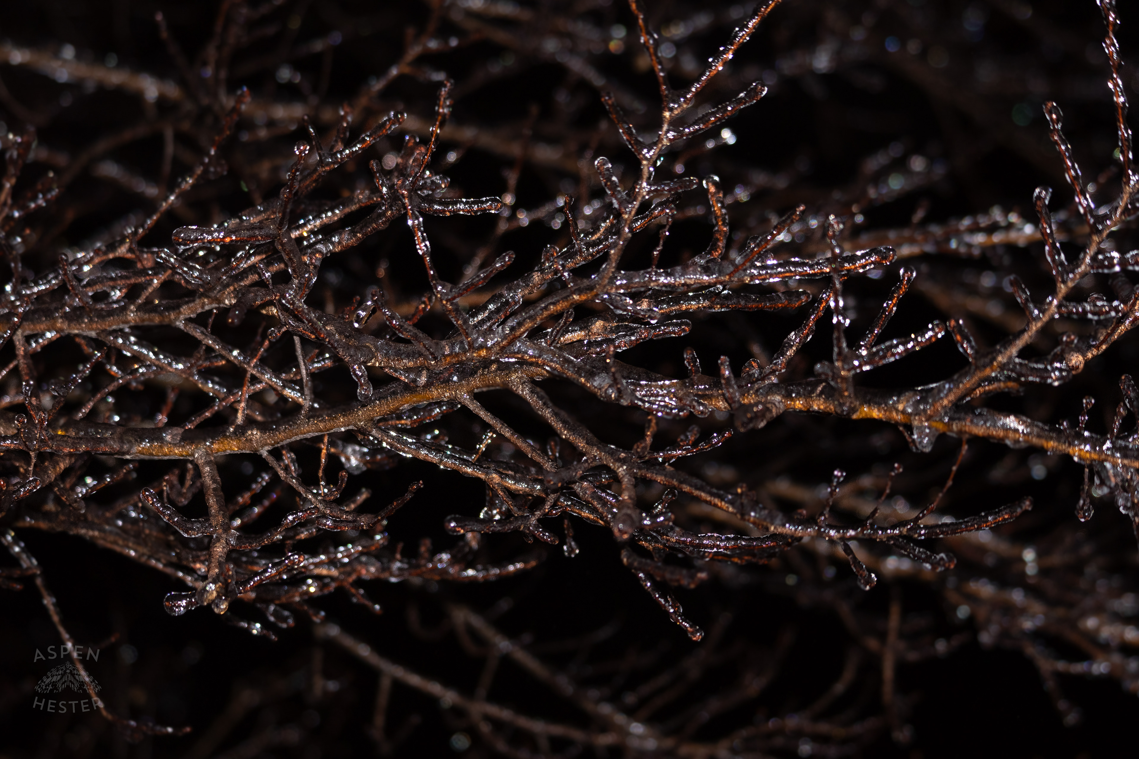 Ice Covered Trees in Okolona Caused by Winter Storm Blair. January 5th, 2025/Aspen Hester