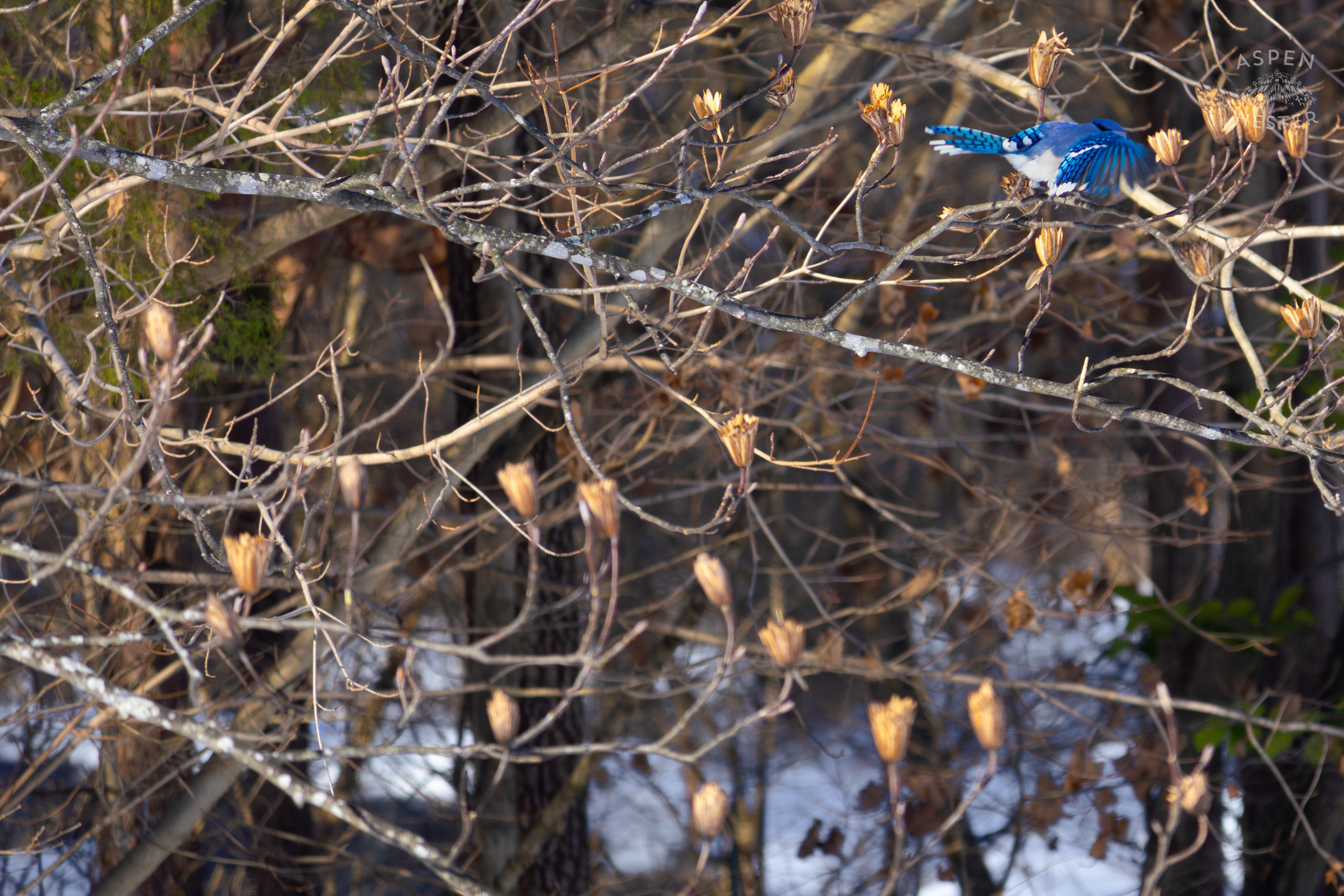 A Blue Jay Flies to A New Branch in A Tulip Tree in The Snowy Landscape of my Backyard. January 13th, 2025/Aspen Hester