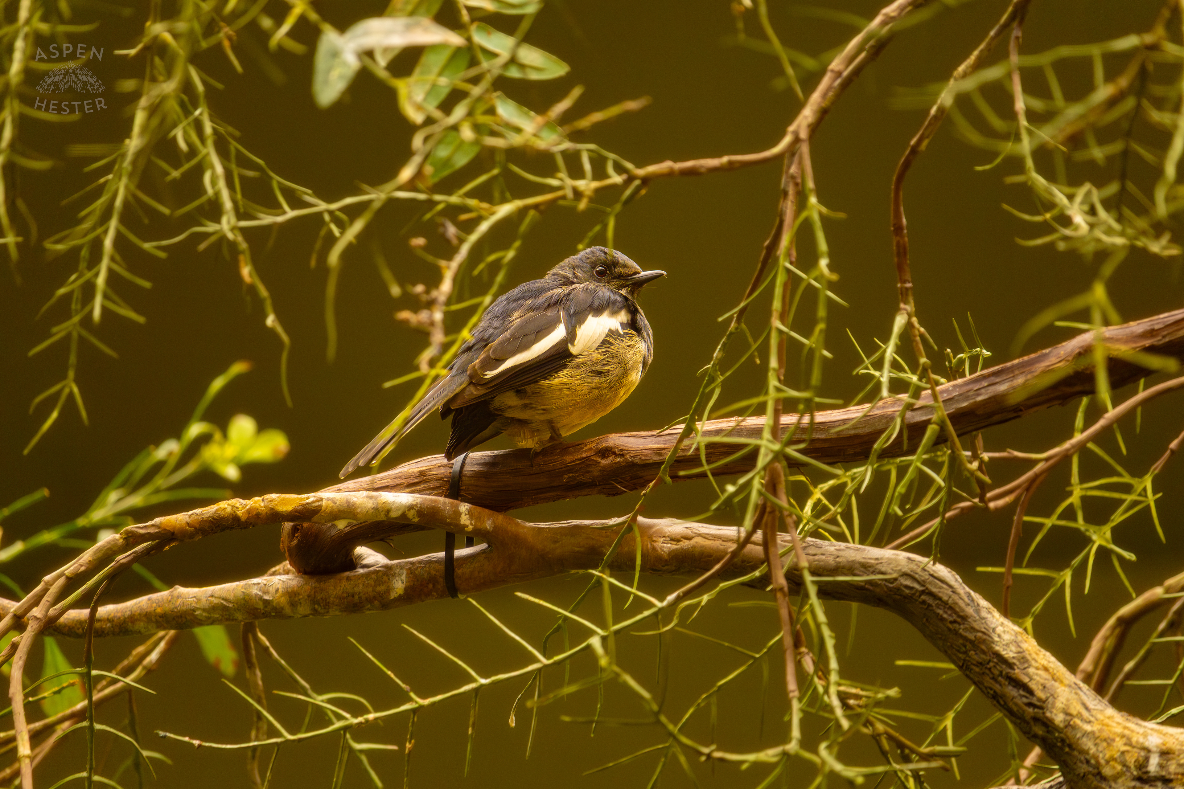 A Dhyal Thrush Sits High Up In Canary's Call Inside The National Aviary in Pittsburgh Pennsylvania. February 26th, 2025/Aspen Hester