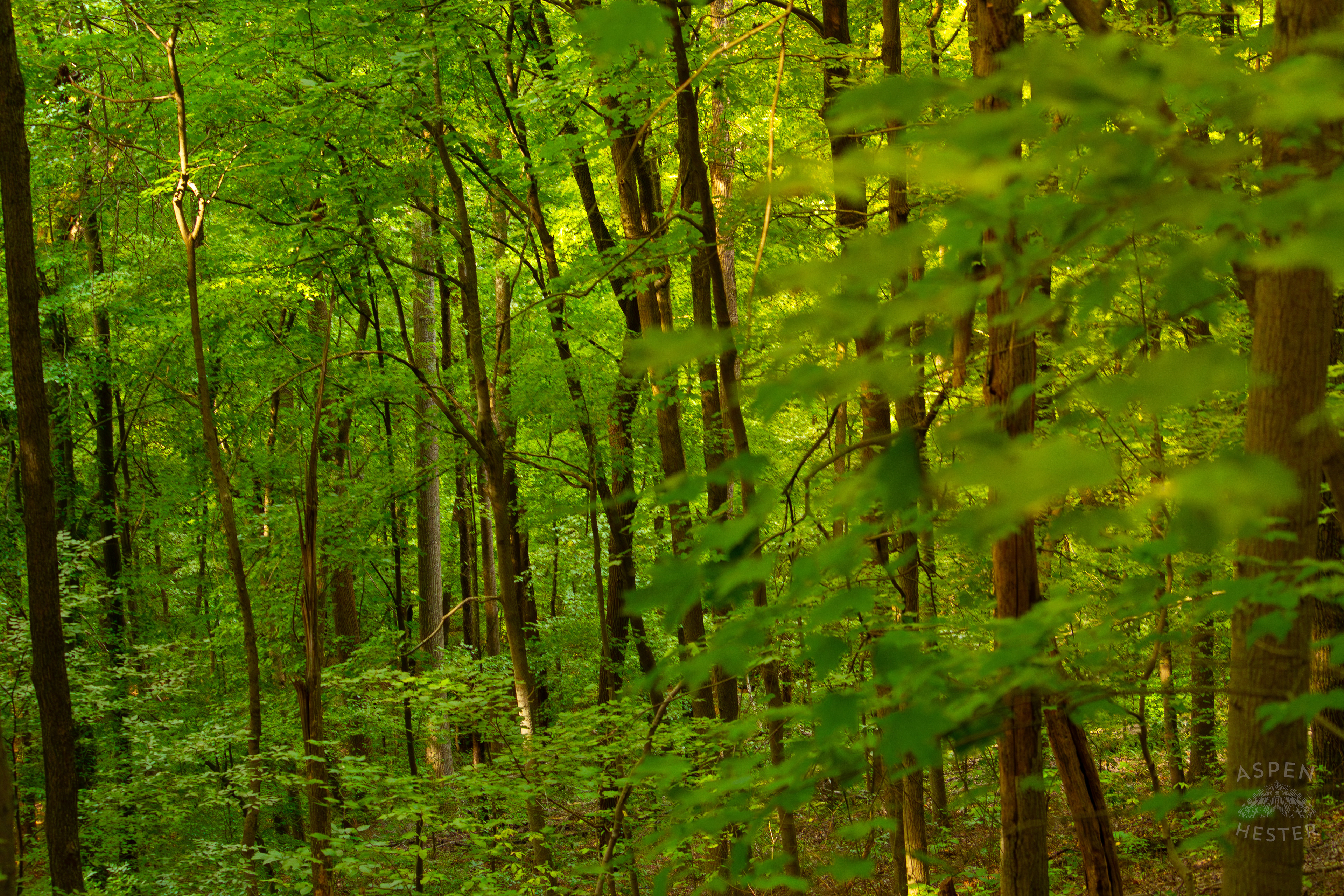Dense Trees Inside Jefferson Memorial Forest. September 3rd, 2024/Aspen Hester