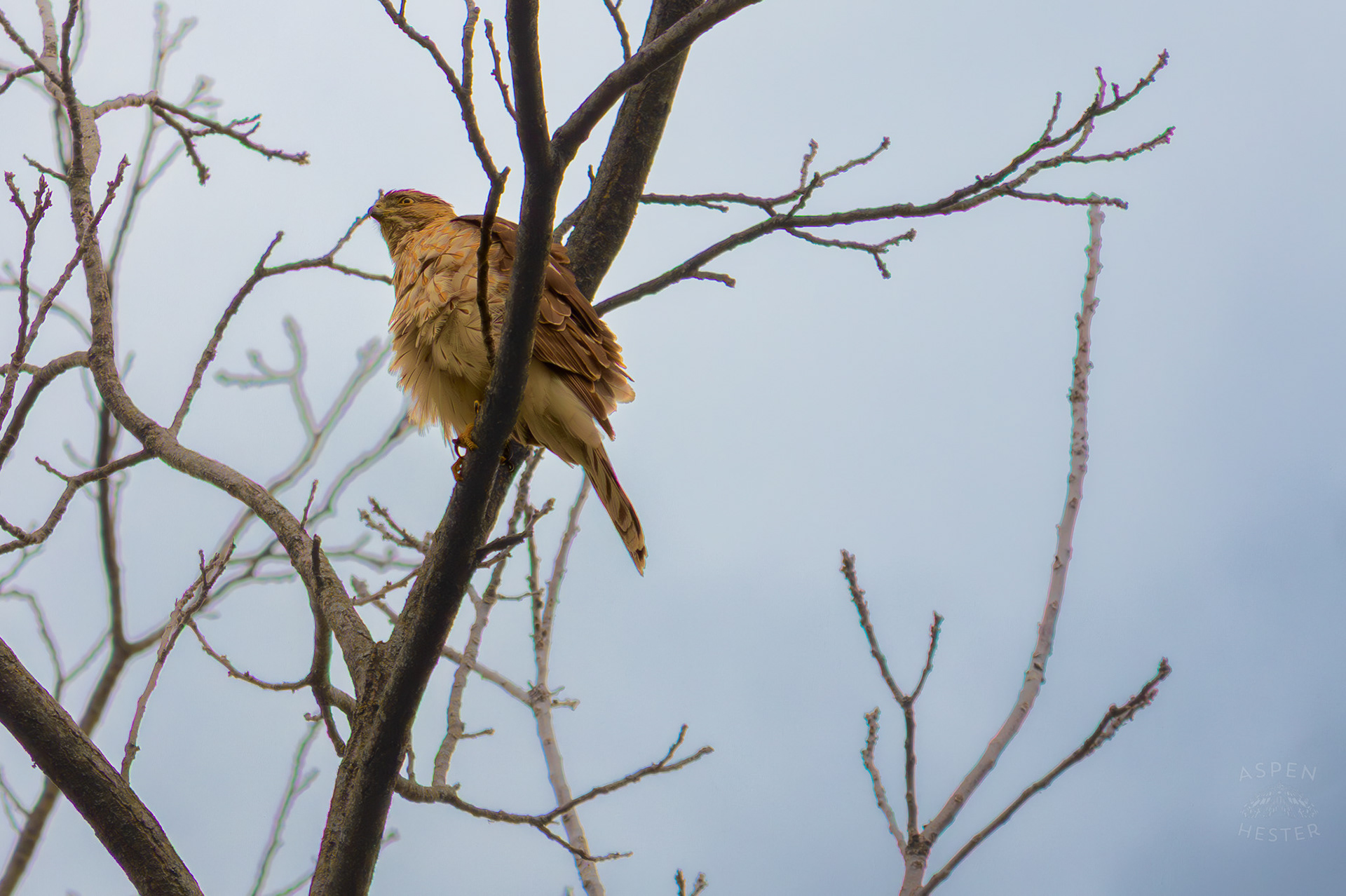 A Red Tailed Hawk Puffs Up Their Feathers High Up in Brown Park. April 14th, 2025/Aspen Hester 