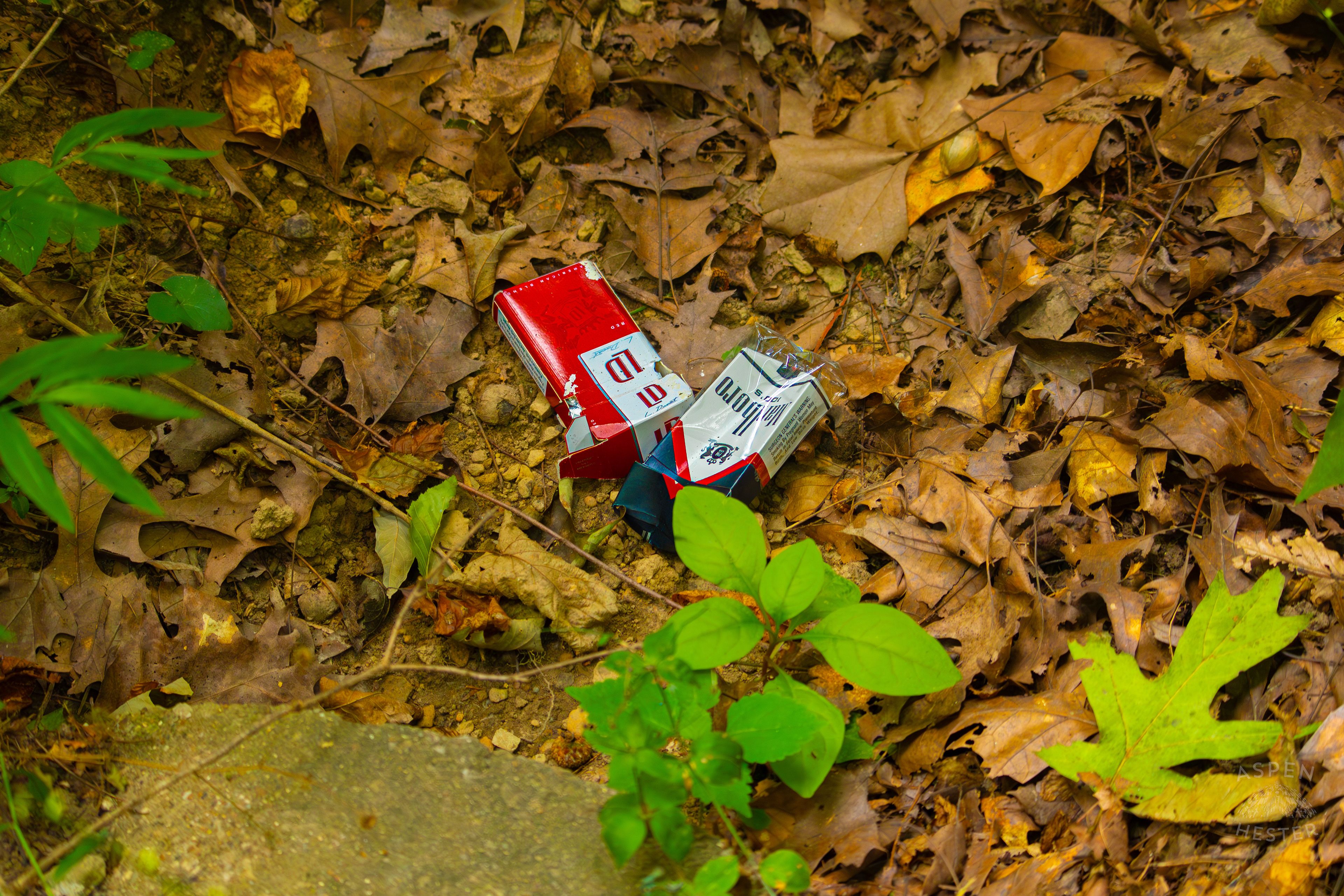 Packs of Cigarettes Abandoned Inside Jefferson Memorial Forest. September 3rd, 2024/Aspen Hester 