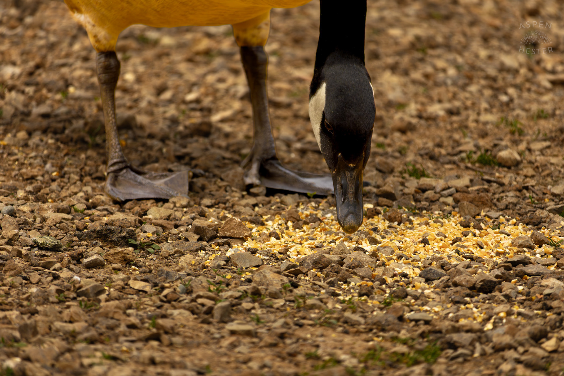 A Goose Eats Bird Feed in Brown Park. April 14th, 2025/Aspen Hester
