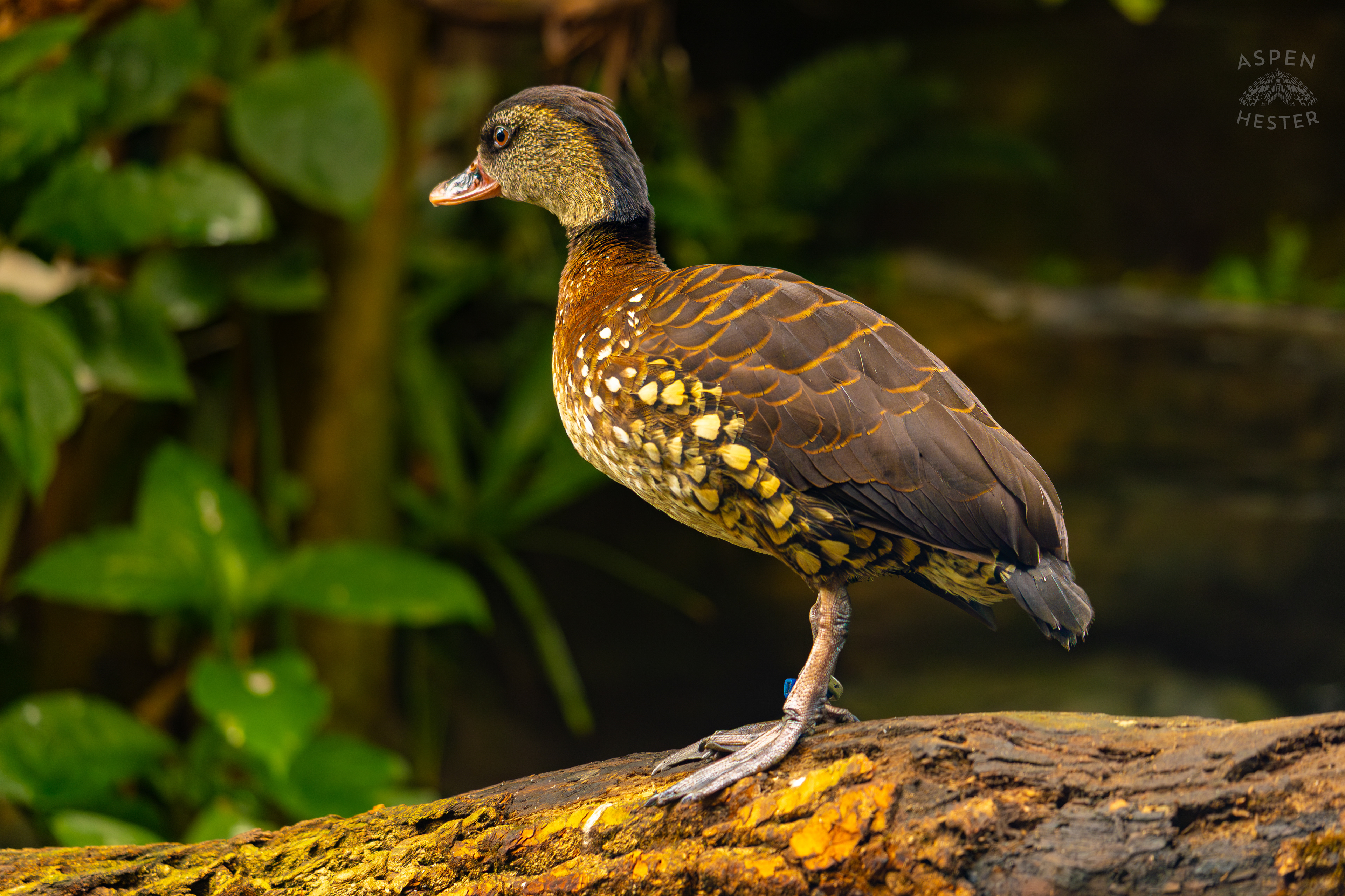 A Spotted Whistling Duck Standing On A Log In The Rainforest Inside The National Aviary in Pittsburgh Pennsylvania. February 26th, 2025/Aspen Hester