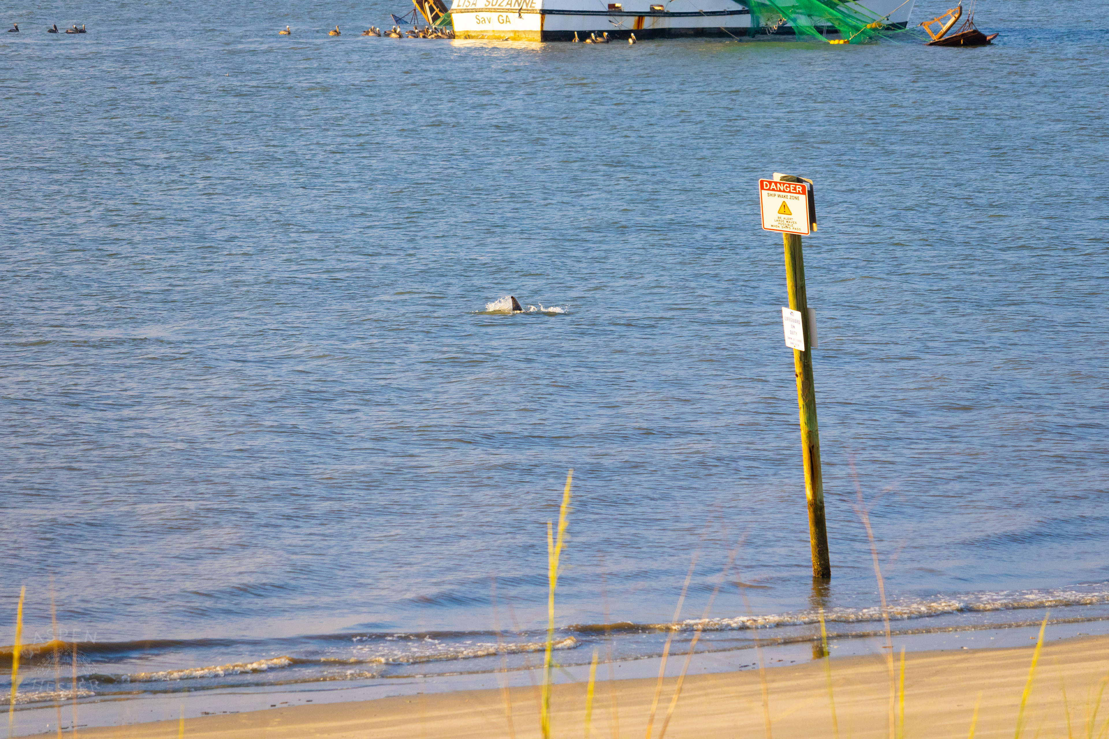 Bottlenosed Atlantic Dolphin Splashes Off The Coast of Tybee Island Georgia. June 23rd, 2024/Aspen Hester