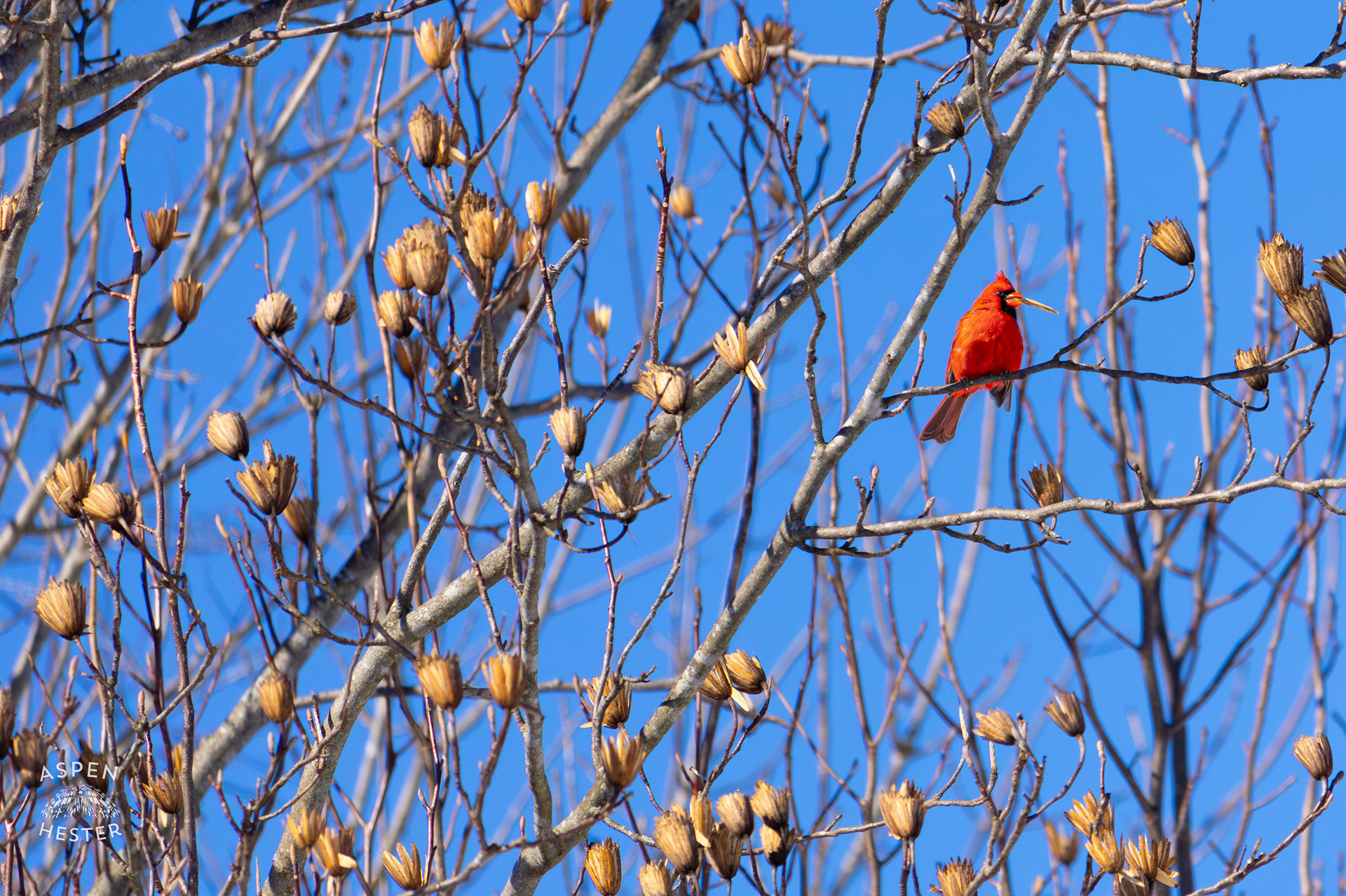 A Cardinal Sits in A Tulip Tree with A Seed in His Mouth in my Backyard. January 13th, 2025/Aspen Hester