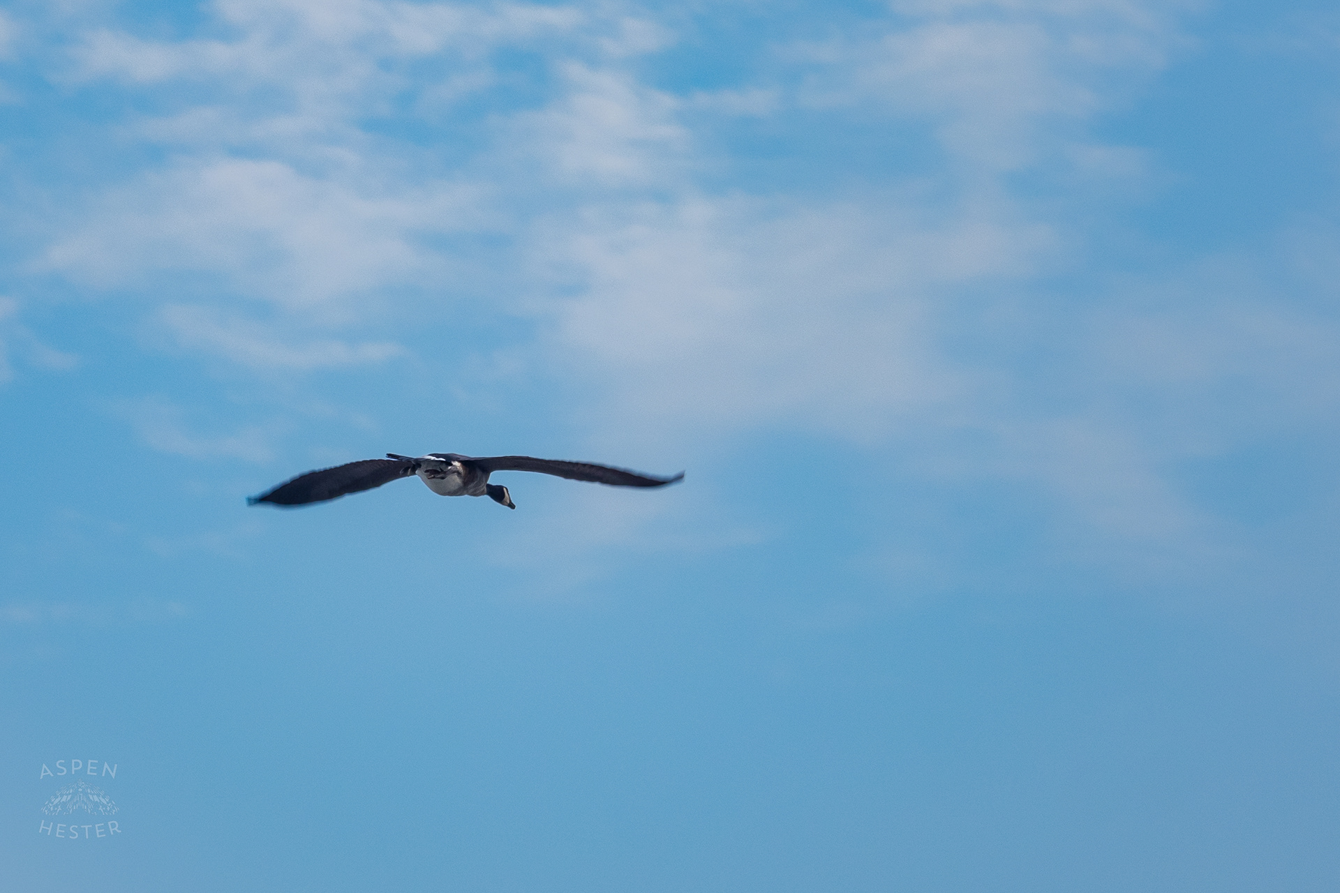 A Goose Flies Over the Scene Where A Man Shot Himself in The Head During A Police Stop Outside Mall St. Matthews. July 27th, 2024/Aspen Hester