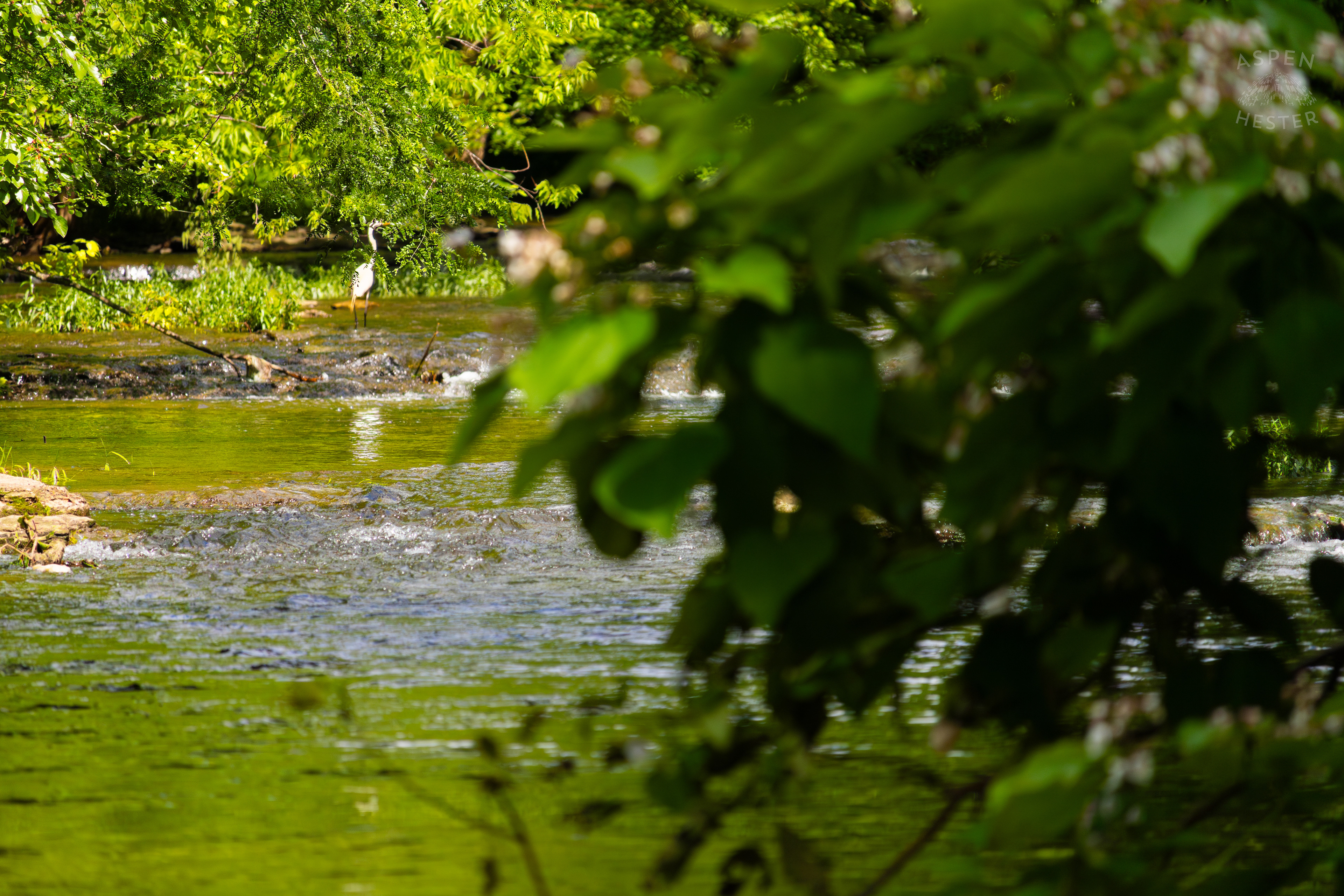 Unknown White Bird On the Bank of Middle Fork Beargrass Creek in Cherokee Park. May 28th, 2024/Aspen Hester