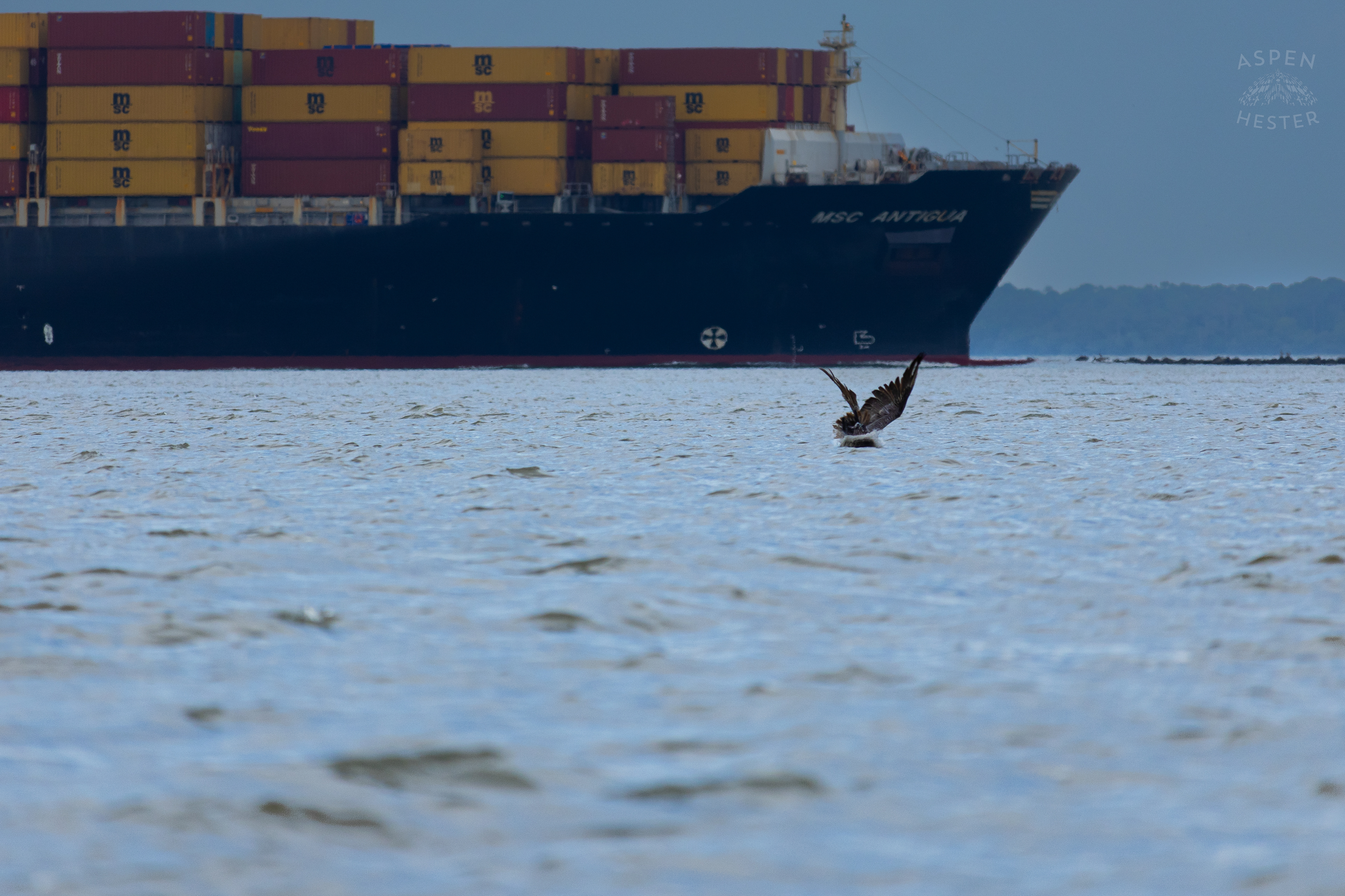 Sea Bird Diving Into The Water of Tybee Island Georgia. June 24th, 2024/Aspen Hester