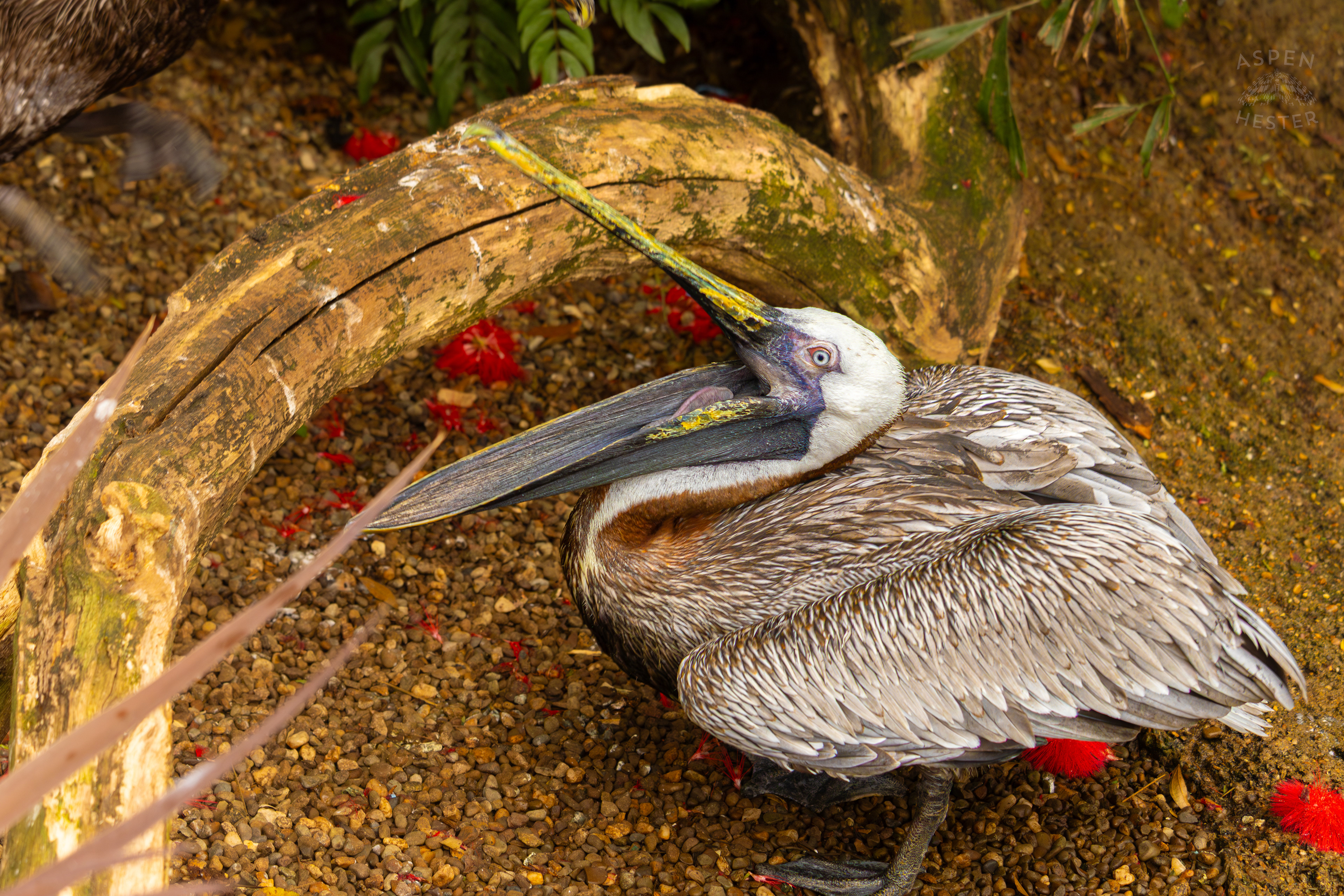A Brown Pelican Opens Its Mouth on The Banks of The Water Inside The National Aviary in Pittsburgh Pennsylvania. February 26th, 2025/Aspen Hester