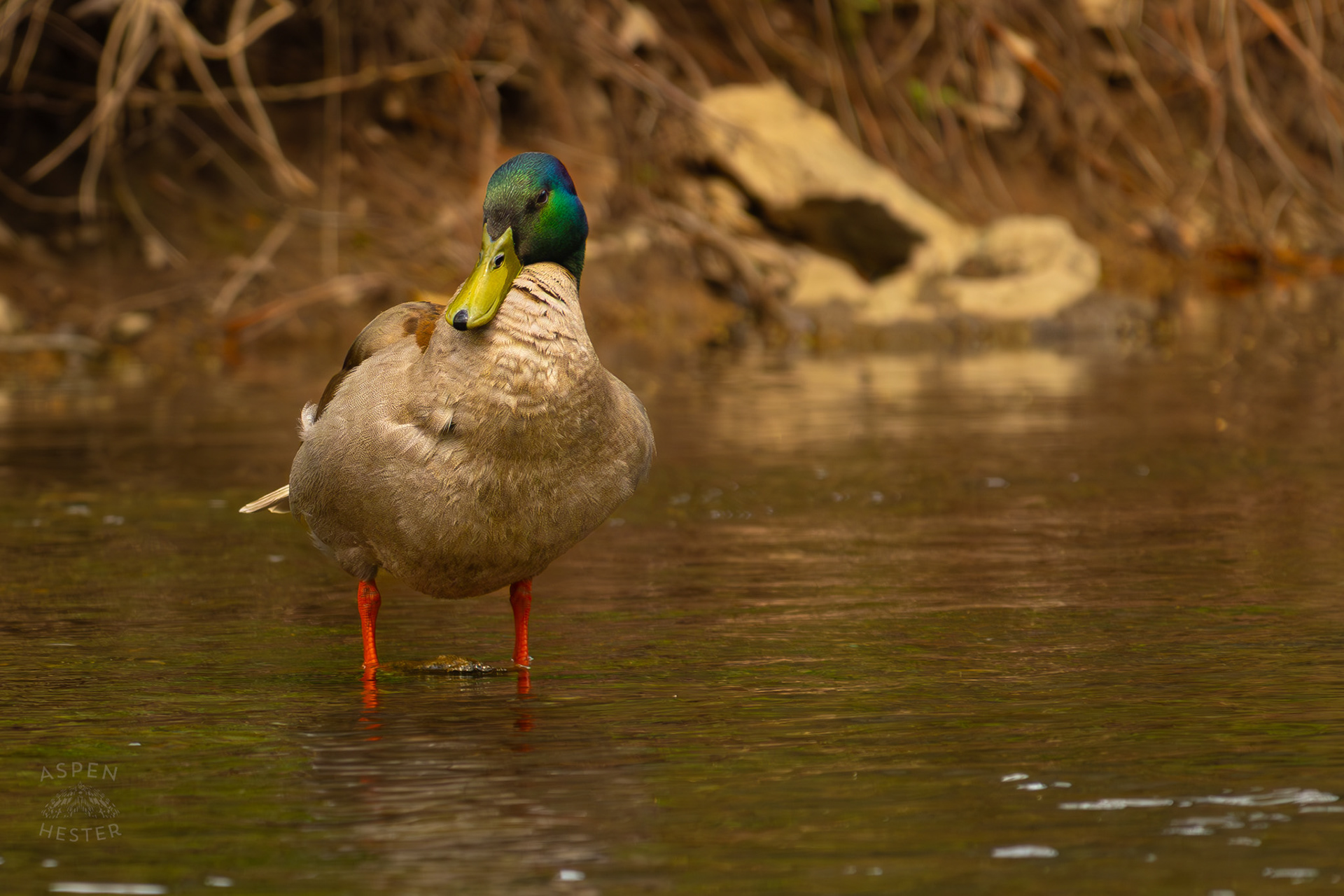 A Male Mallard Stands in Middle Fork Beargrass Creek Where It Runs Through Brown Park. April 14th, 2025/Aspen Hester