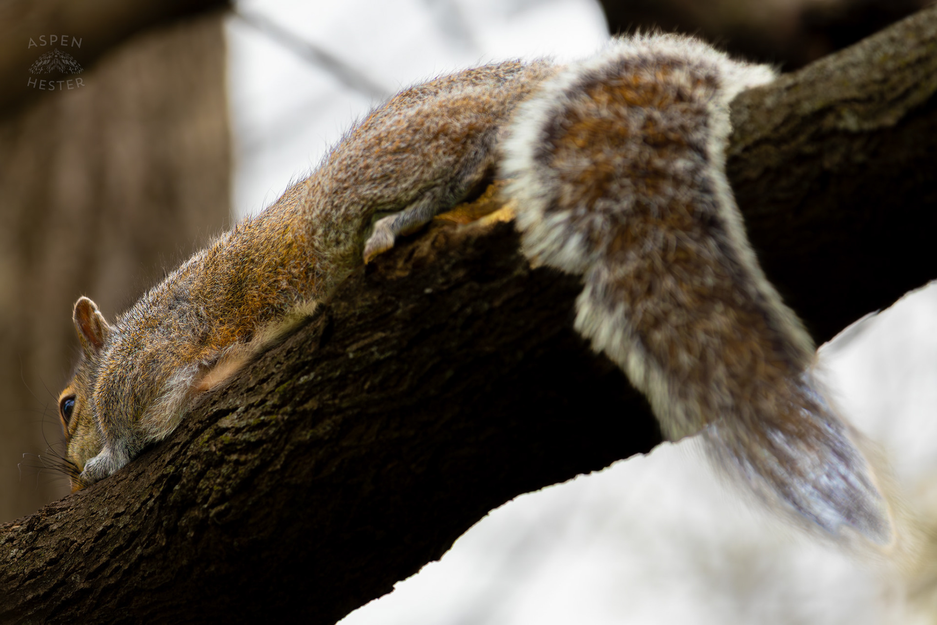 A Squirrel Rests on A Tree Branch in Brown Park. April 14th, 2025/Aspen Hester
