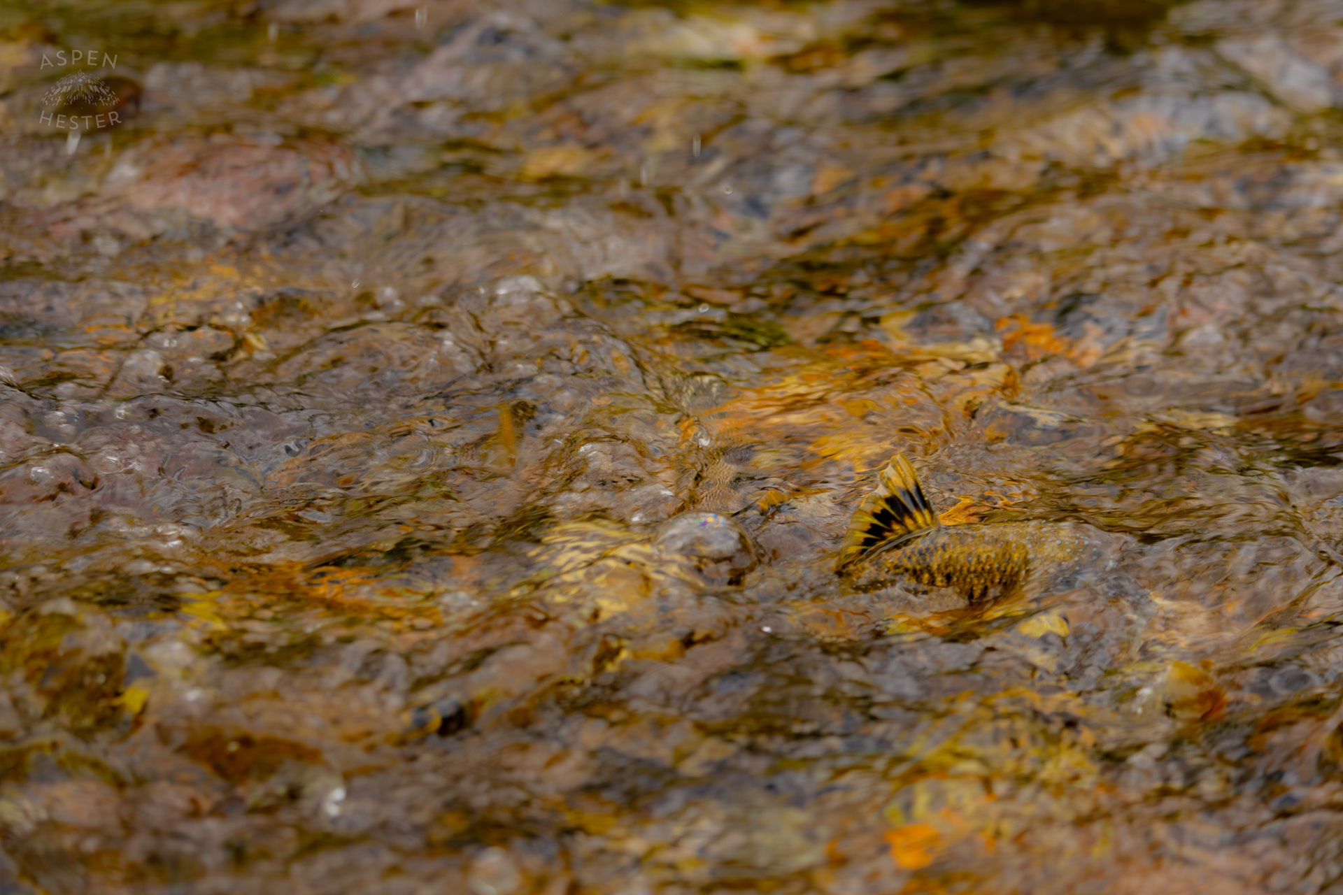 A Brook Trout Swims in Middle Fork Beargrass Creek Where It Runs Through Brown Park. April 14th, 2025/Aspen Hester