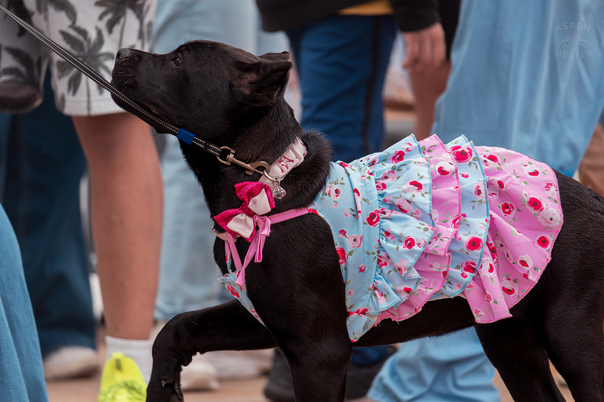 A Large Breed Dog Wears Beautiful Flowered Pink and Blue Dress at Westport Village’s 5th Annual Puppy Palooza. April 19th, 2025/Aspen Hester