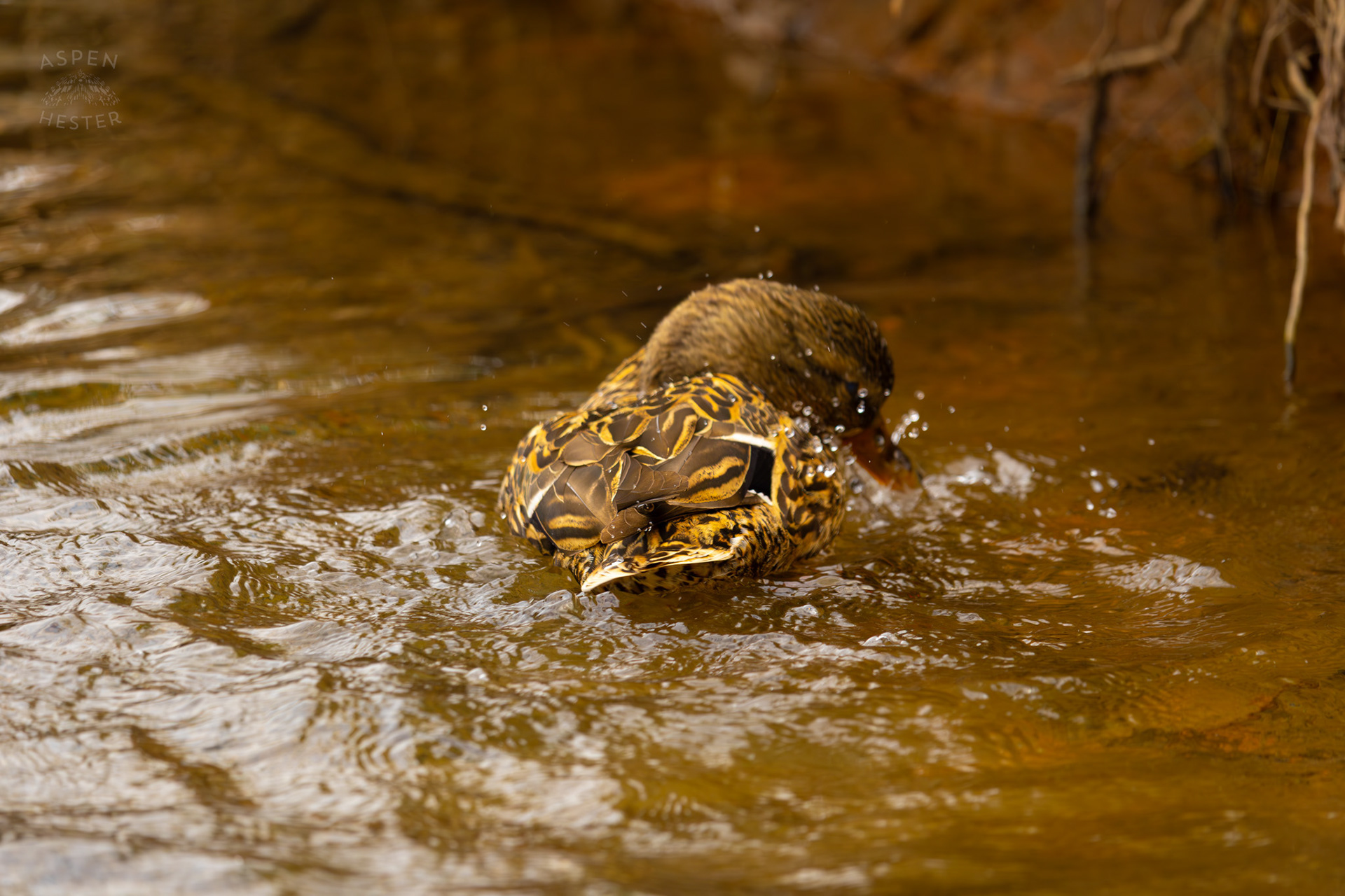 A Female Mallard Washes Herself in Middle Fork Beargrass Creek Where It Runs Through Brown Park. April 14th, 2025/Aspen Hester