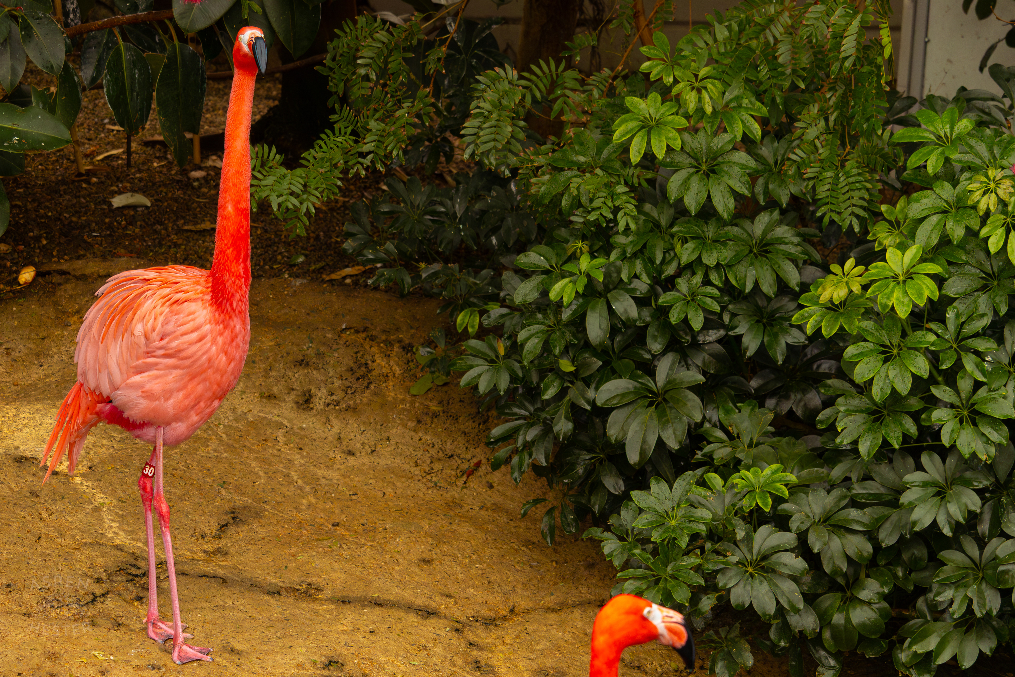 An American Flamingo Stands Chilling in The Wetlands Inside The National Aviary in Pittsburgh Pennsylvania. February 26th, 2025/Aspen Hester
