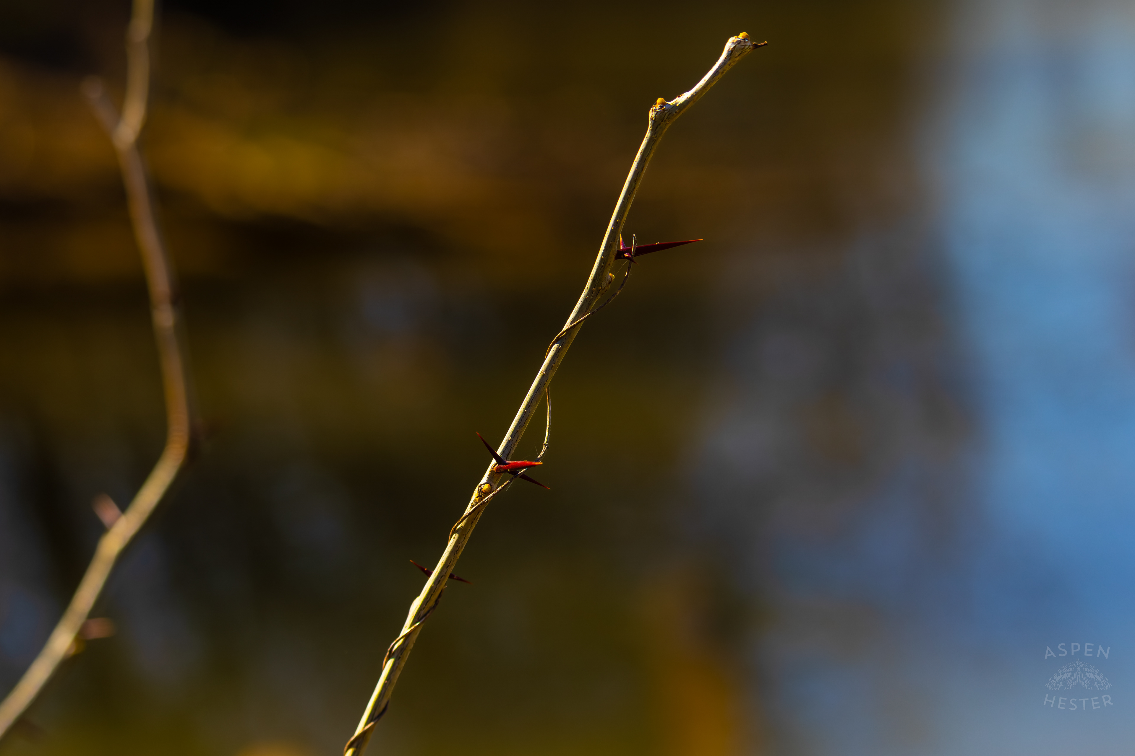 Thorns Along The Shore of Reformatory Lake in Wendell Moore Park Right Before Spring. March 18th, 2025/Aspen Hester