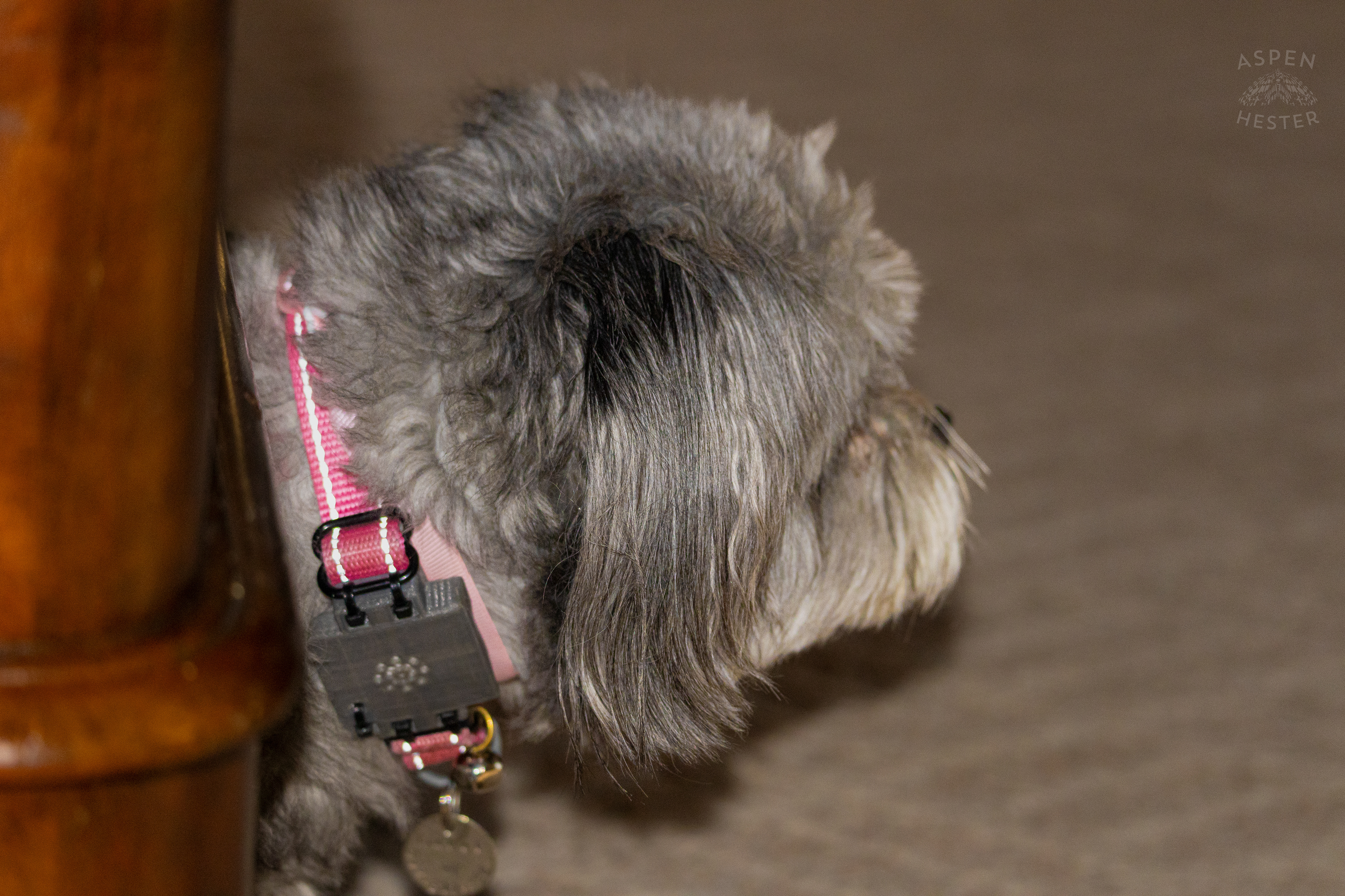 My Girl Mabel Under The Coffee Table. November 11th, 2024/Aspen Hester