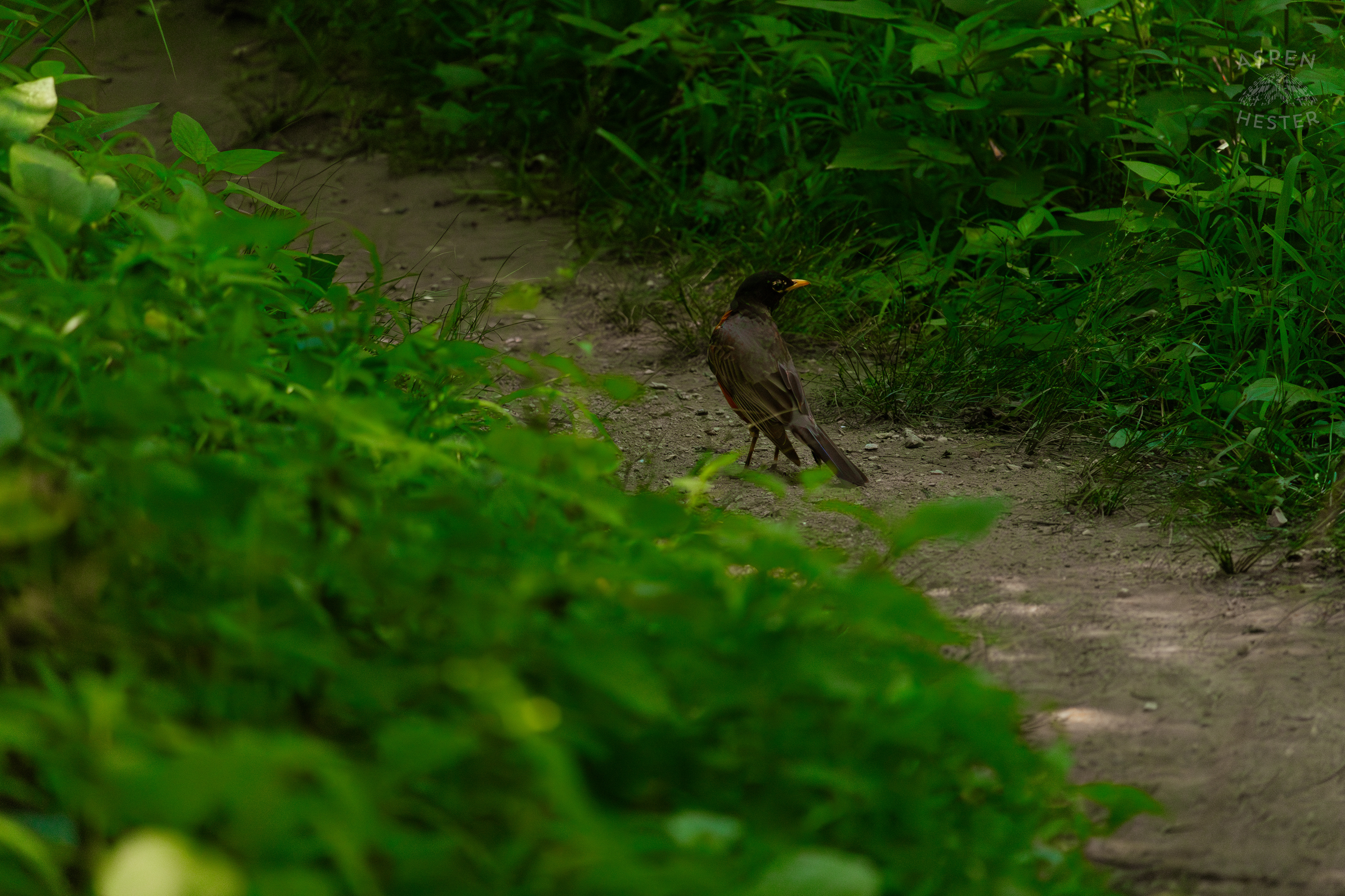 Robin Walking Down The Trails in Cherokee Park. June 11th, 2024/Aspen Hester