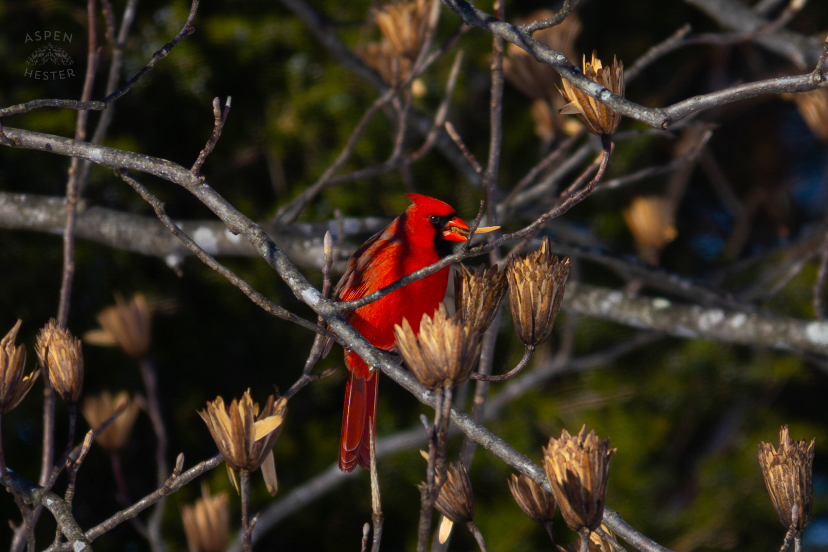 A Cardinal Eats The Seeds From A Tulip Tree in my Backyard. January 13th, 2025/Aspen Hester
