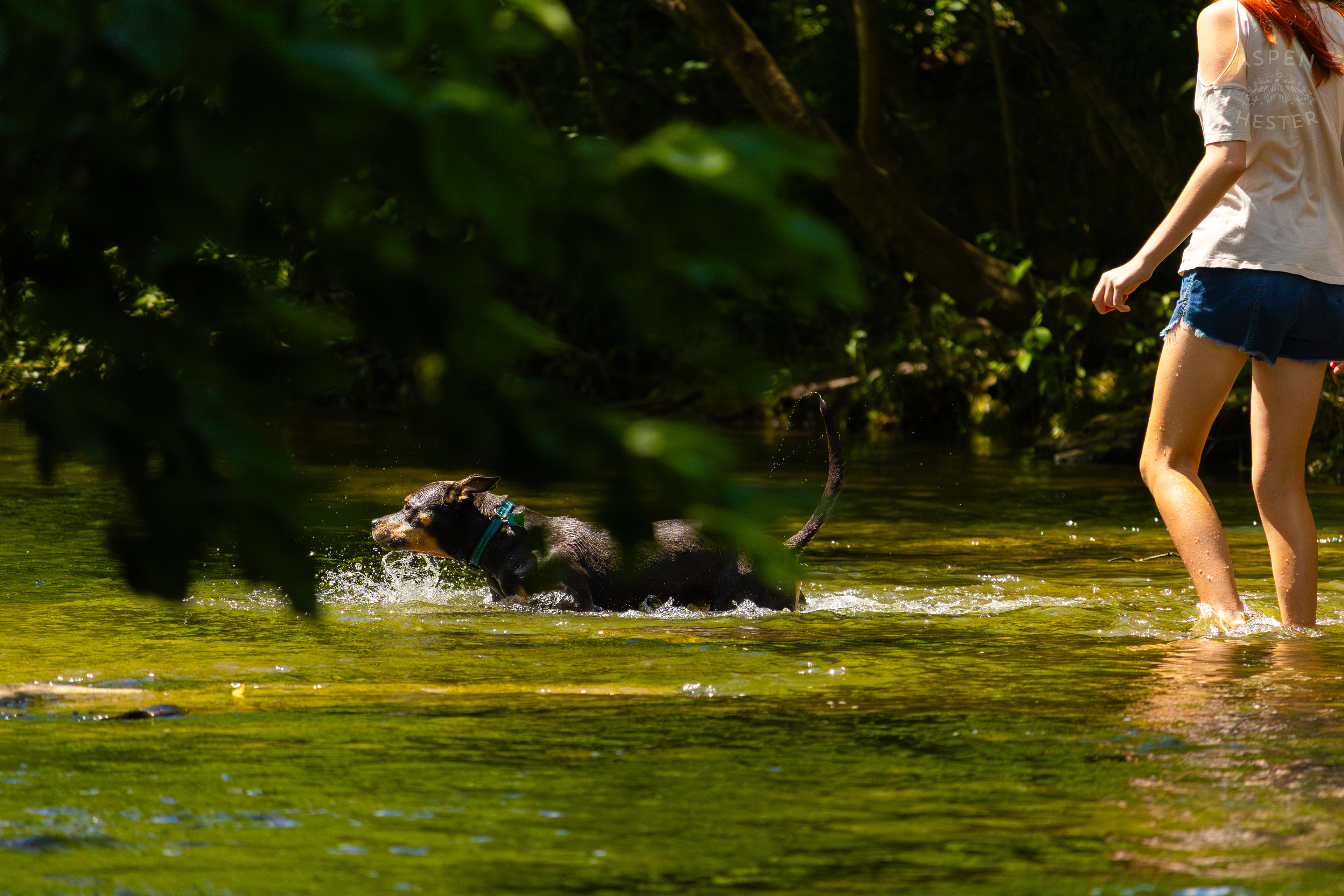 Rottweiler Splashes in the Waters of Middle Fork Beargrss Creek in Cherokee Park. May 28th, 2024/Aspen Hester