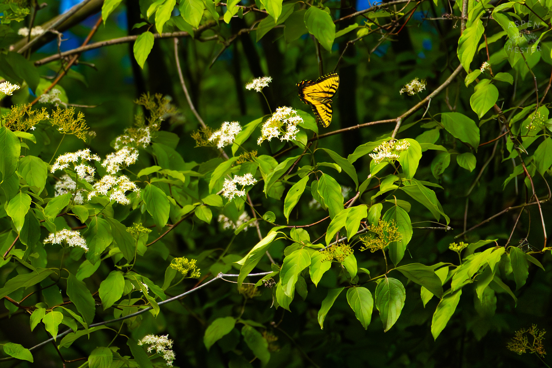Tiger Butterfly on The Banks of  Middle Fork Beargrass Creek in Cherokee Park. May 28th, 2024/Aspen Hester