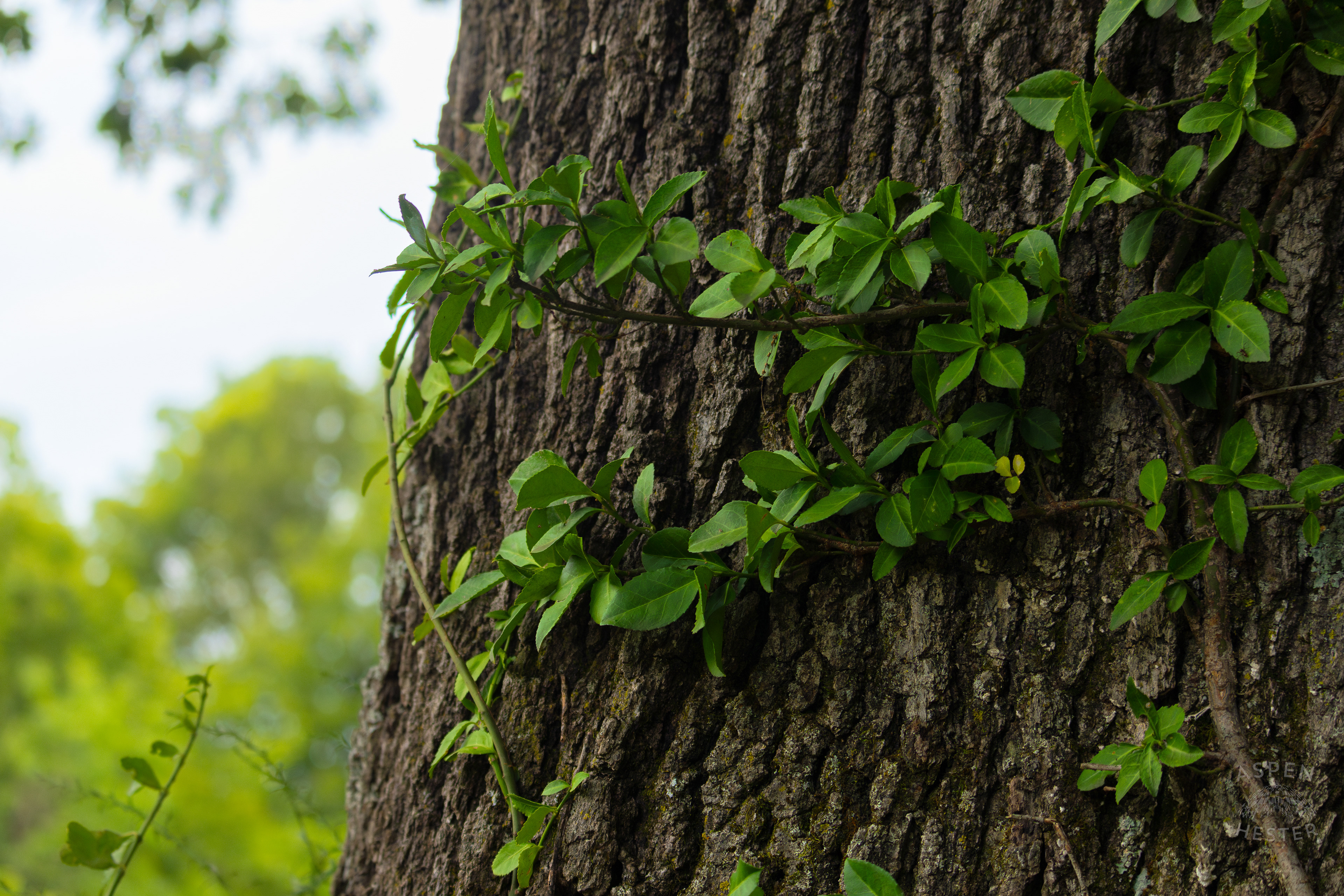 A Vine Covered Tree Trunk in Wendell Moore Park. August 12th, 2024/Aspen Hester