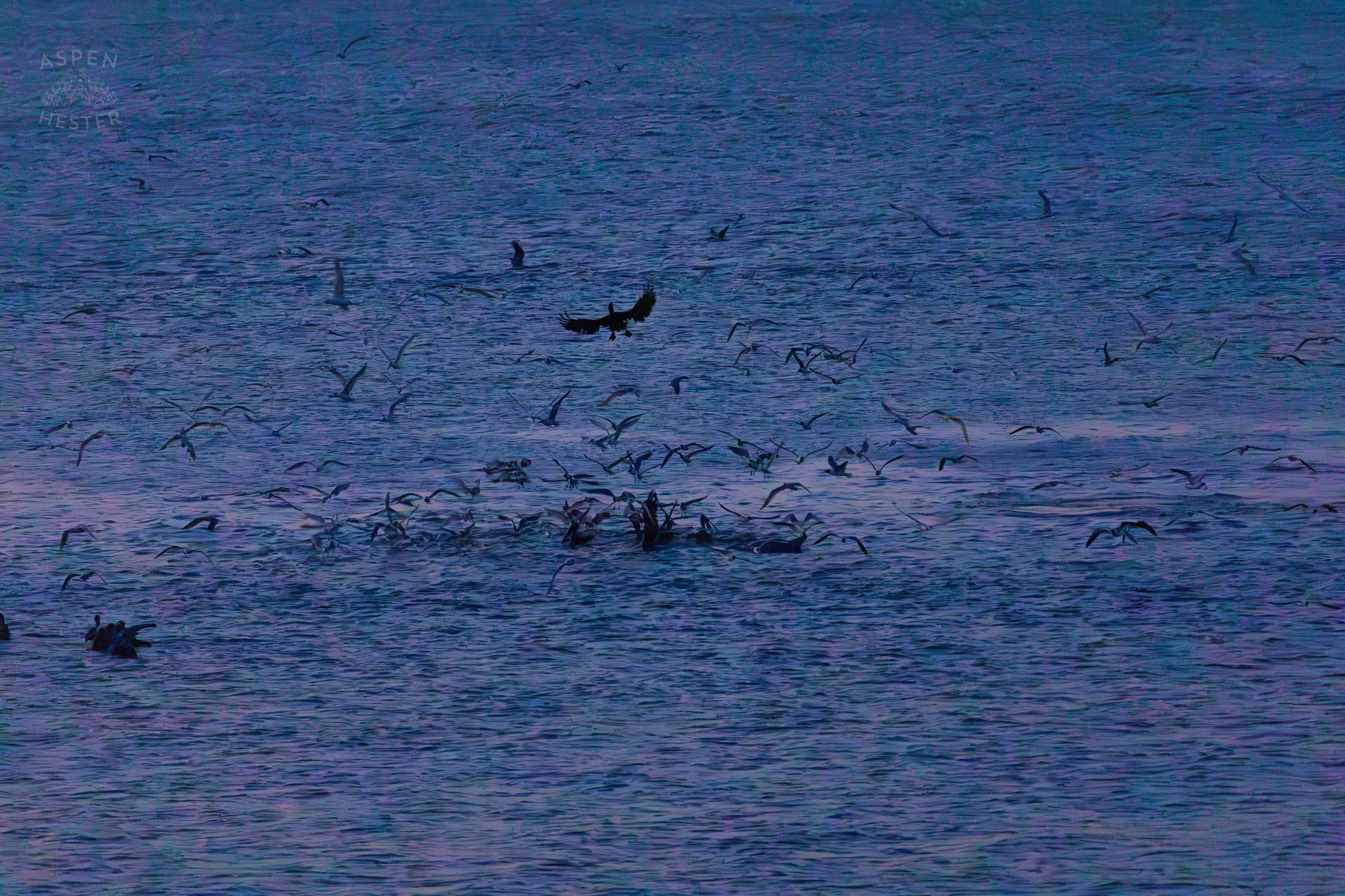 Birds Flocking in The Waters of Tybee Island Georgia. June 25th, 2024/Aspen Hester