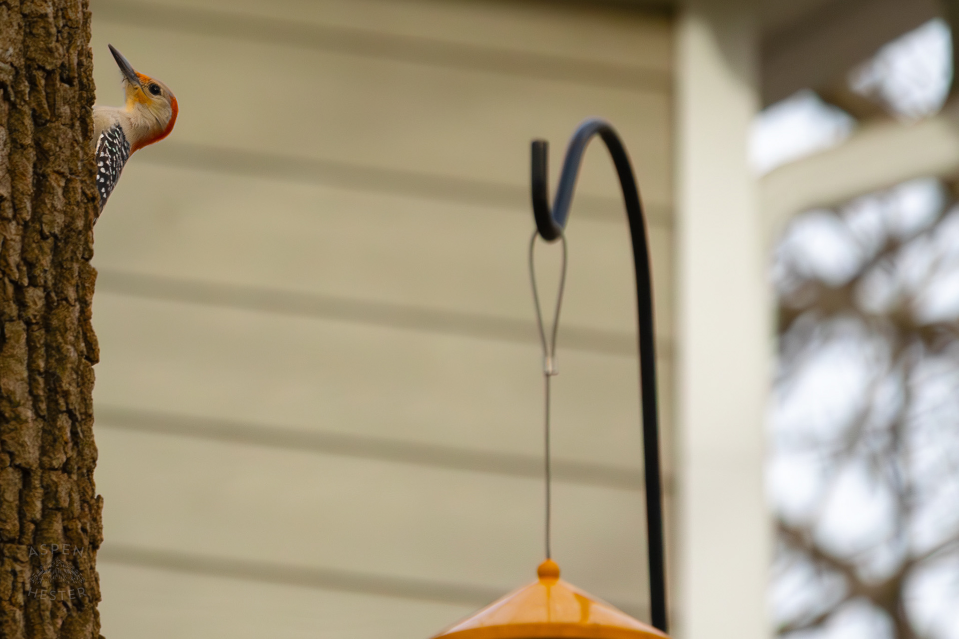 A Red-Bellied Woodpecker Hunts For Food on A Tree in My Neighbor's Yard. March 29th, 2026/Aspen Hester