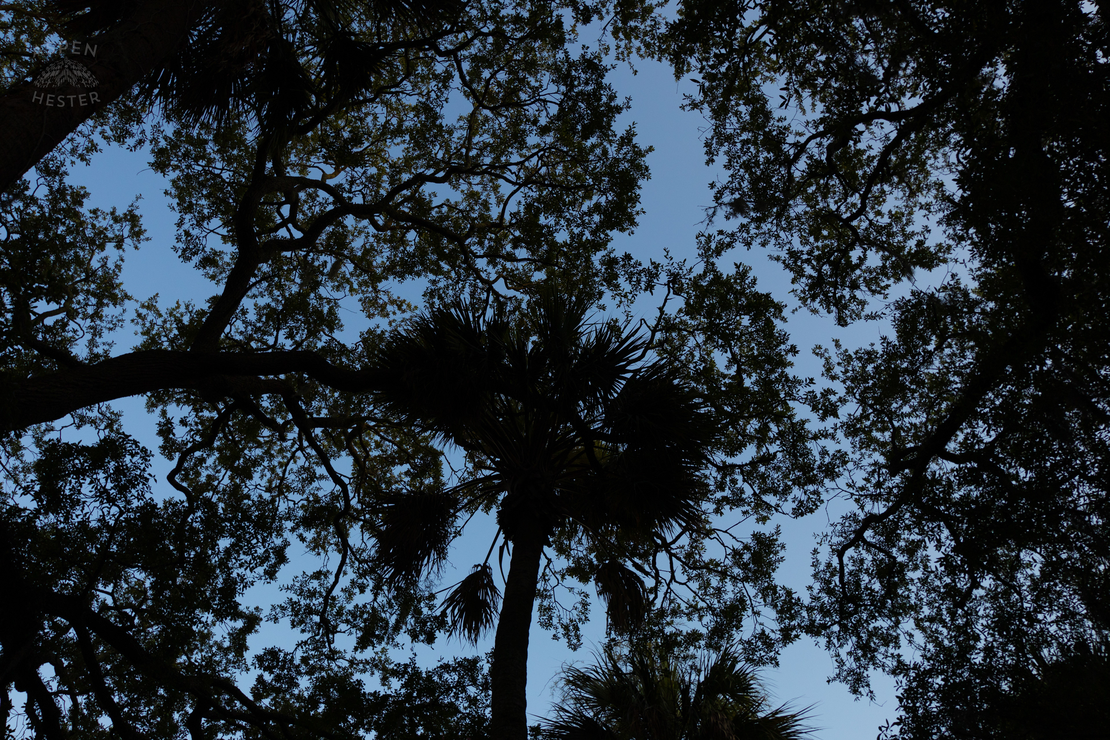 Tree Canopy In Savannah Georgia. June 24th, 2024/Aspen Hester