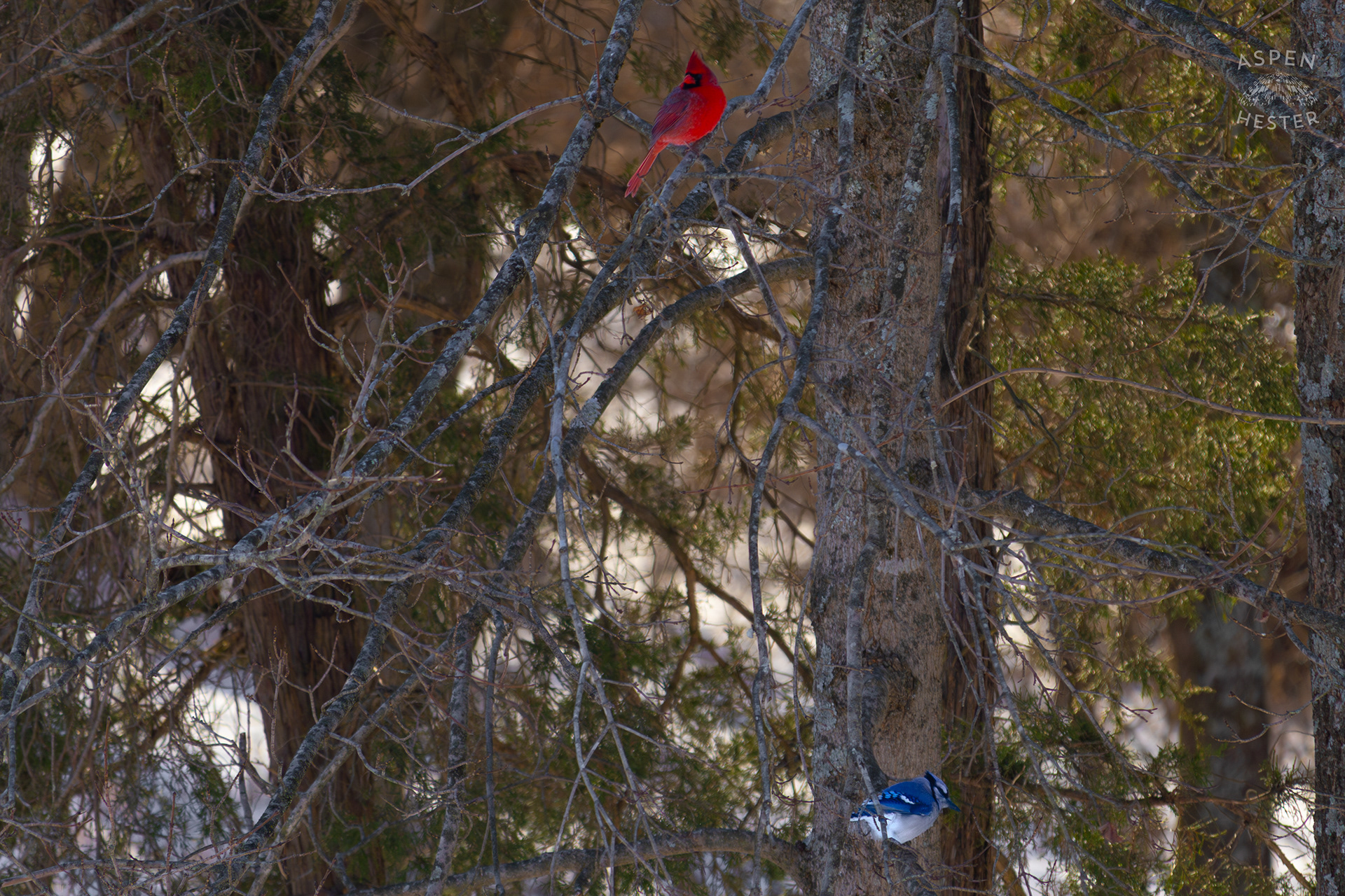 A Cardinal and A Blue Jay Sit in An Ash Tree in My Snowy Backyard. January 13th, 2025/Aspen Hester