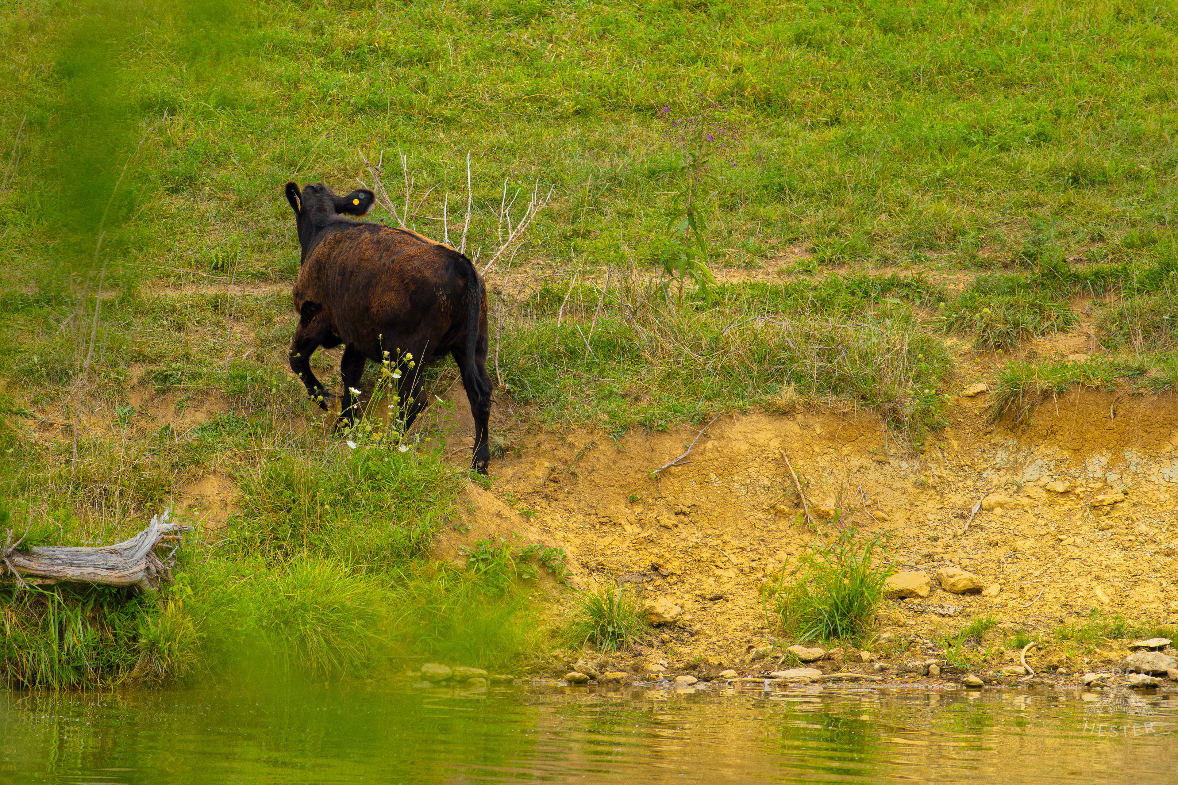A Cow Grazing on the Shore of Reformatory Lake. August 12th, 2024/Aspen Hester