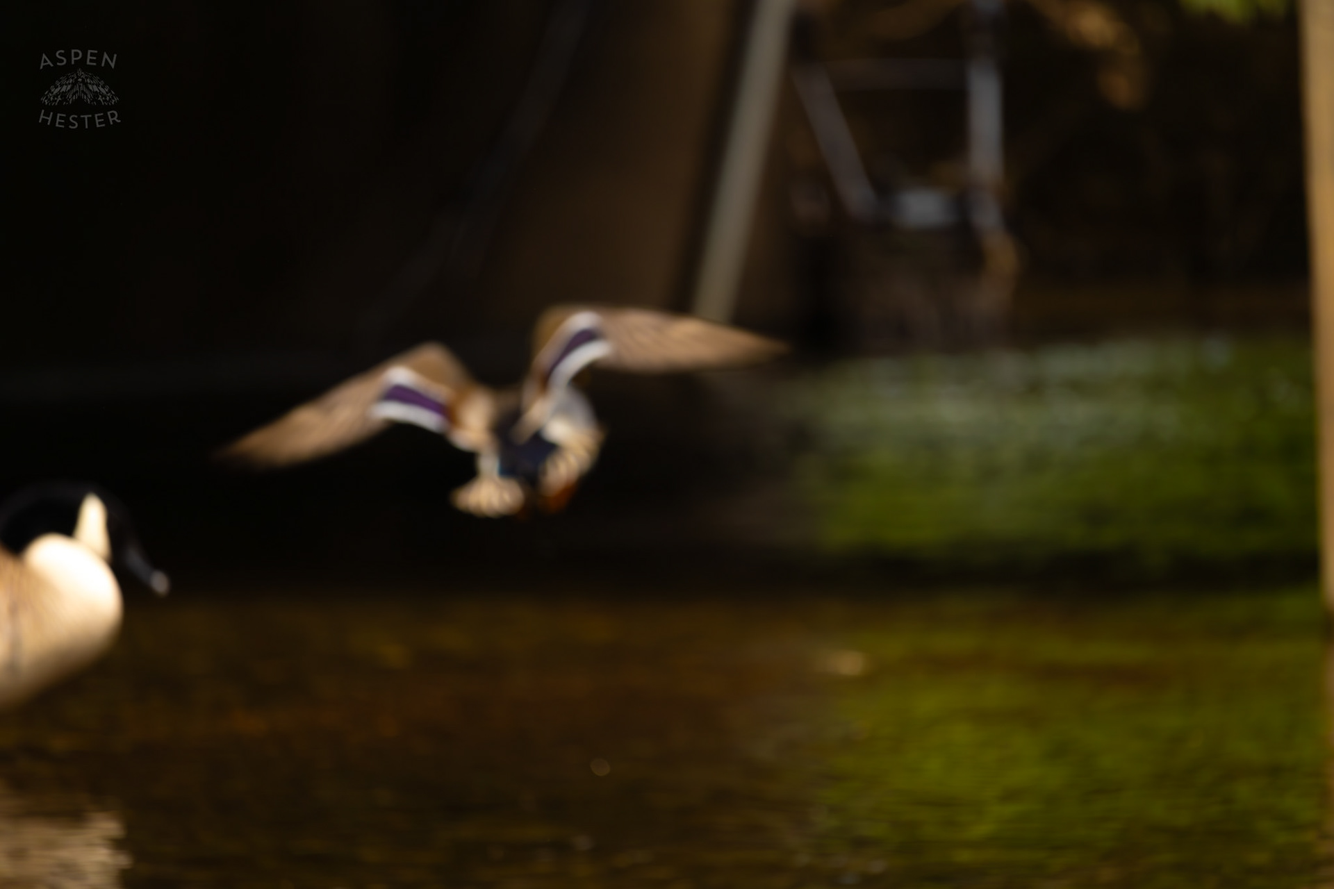 A Male Mallard Flies Above Middle Fork Beargrass Creek Where It Runs Through Brown Park. April 14th, 2025/Aspen Hester