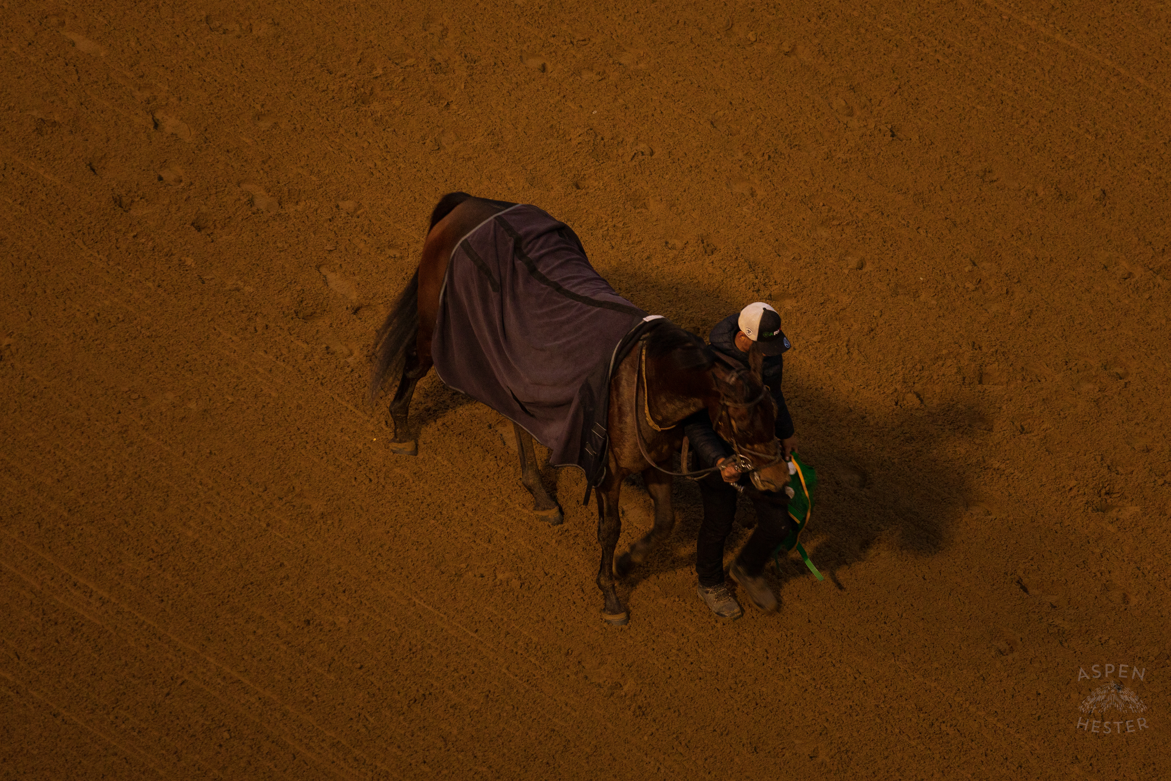 Horse Being Led to The Stables After Running in Race 9 On The Day Bob Baffert Returned to Churchill Downs After A 3 Year Suspension. November 27th, 2024/Aspen Hester