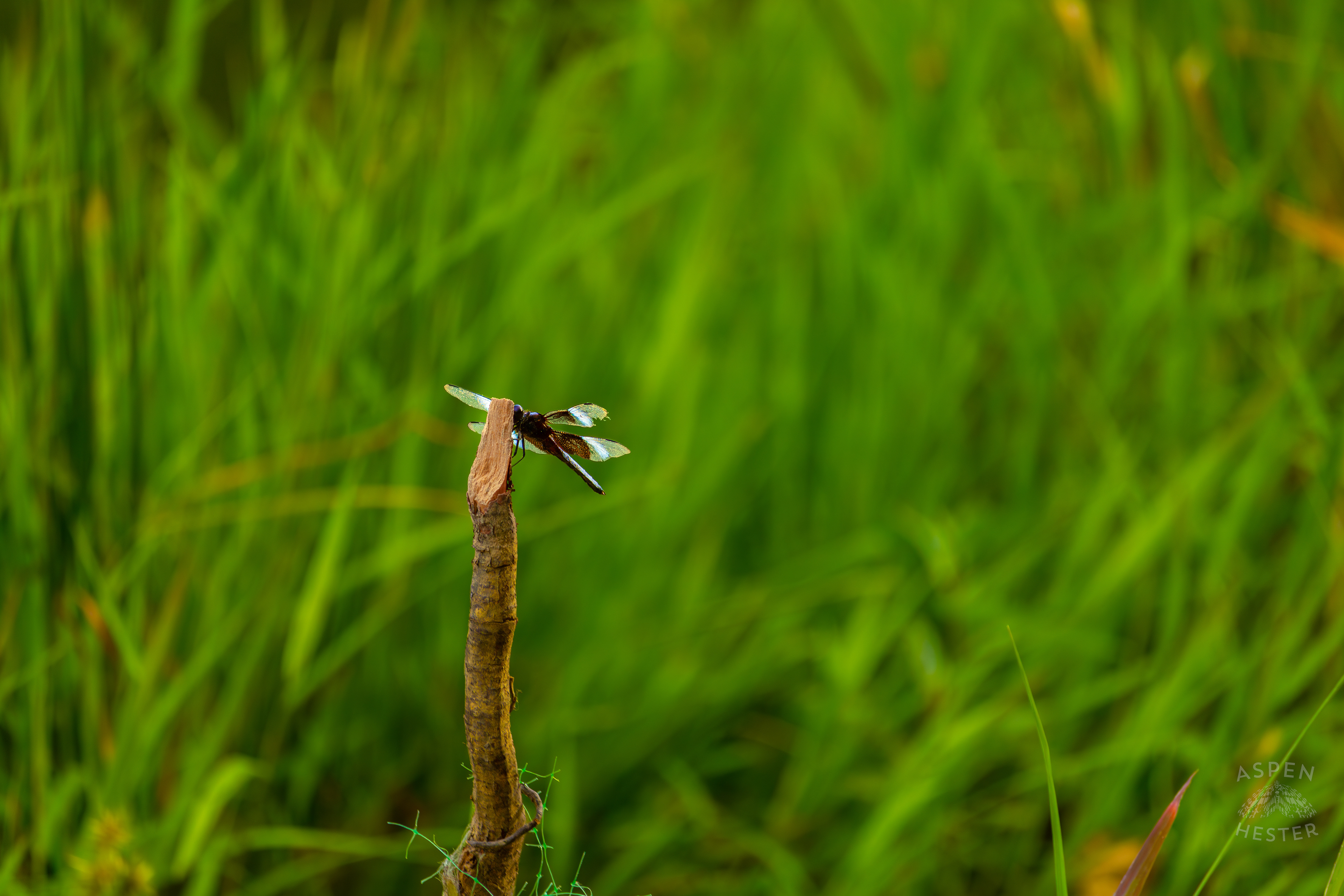 A Widow Skimmer Dragonfly Perches on a Branch on The Shore of Tom Wallace Lake Inside Jefferson Memorial Forest. September 3rd, 2024/Aspen Hester