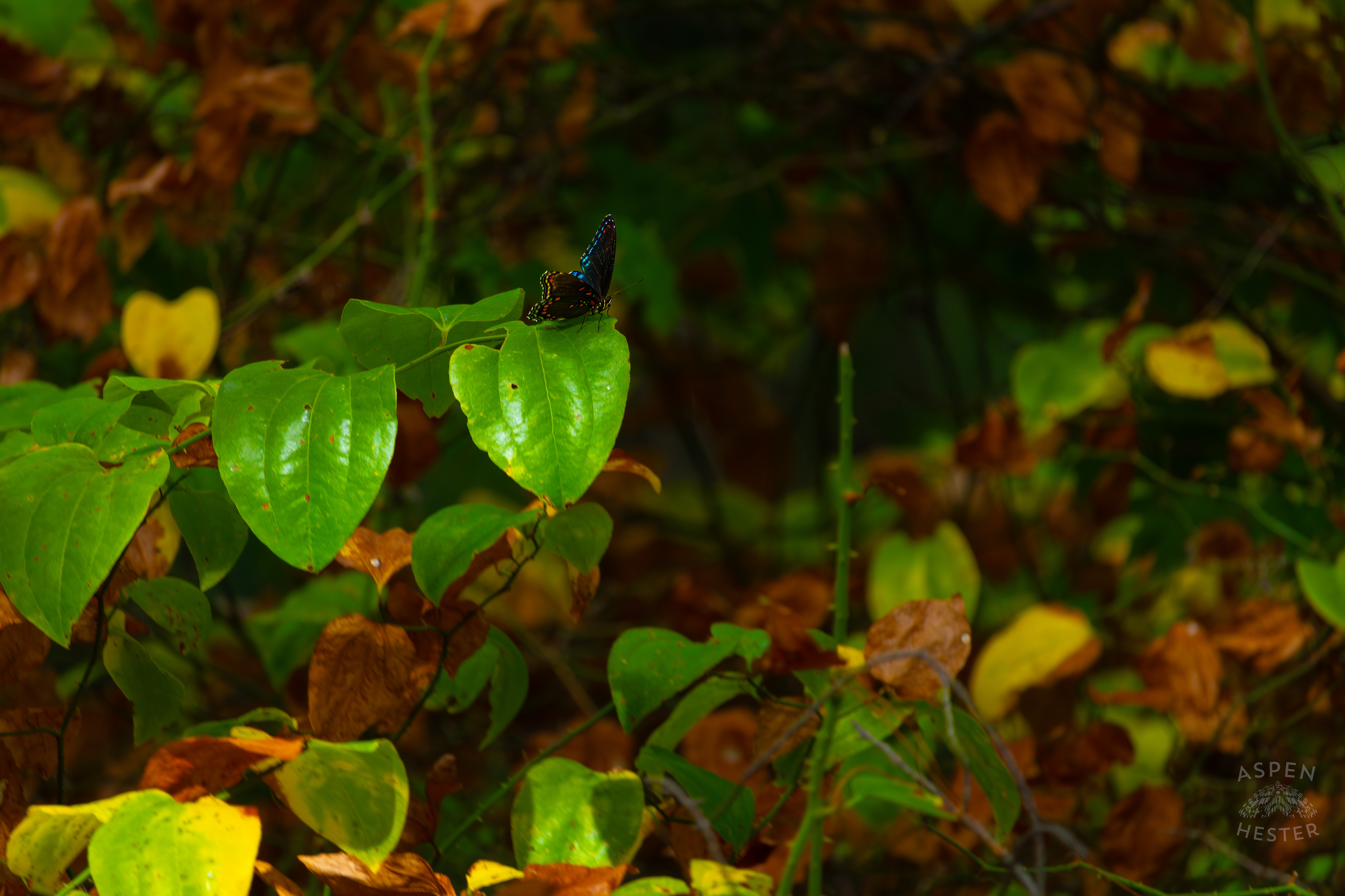 A Red-Spotted Admiral Butterfly Sits on A Bush Inside Jefferson Memorial Forest. September 3rd, 2024/Aspen Hester