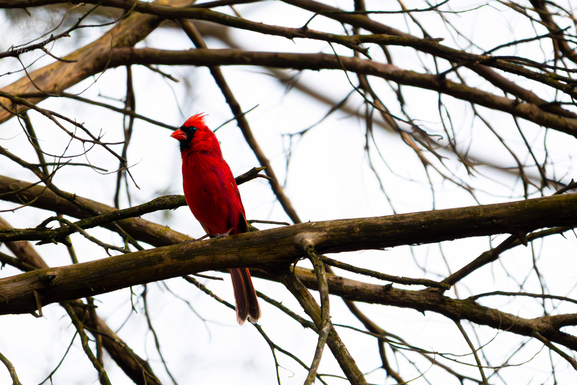 A Male Cardinal Perches on A Branch in My Neighbor's Yard. March 29th, 2026/Aspen Hester